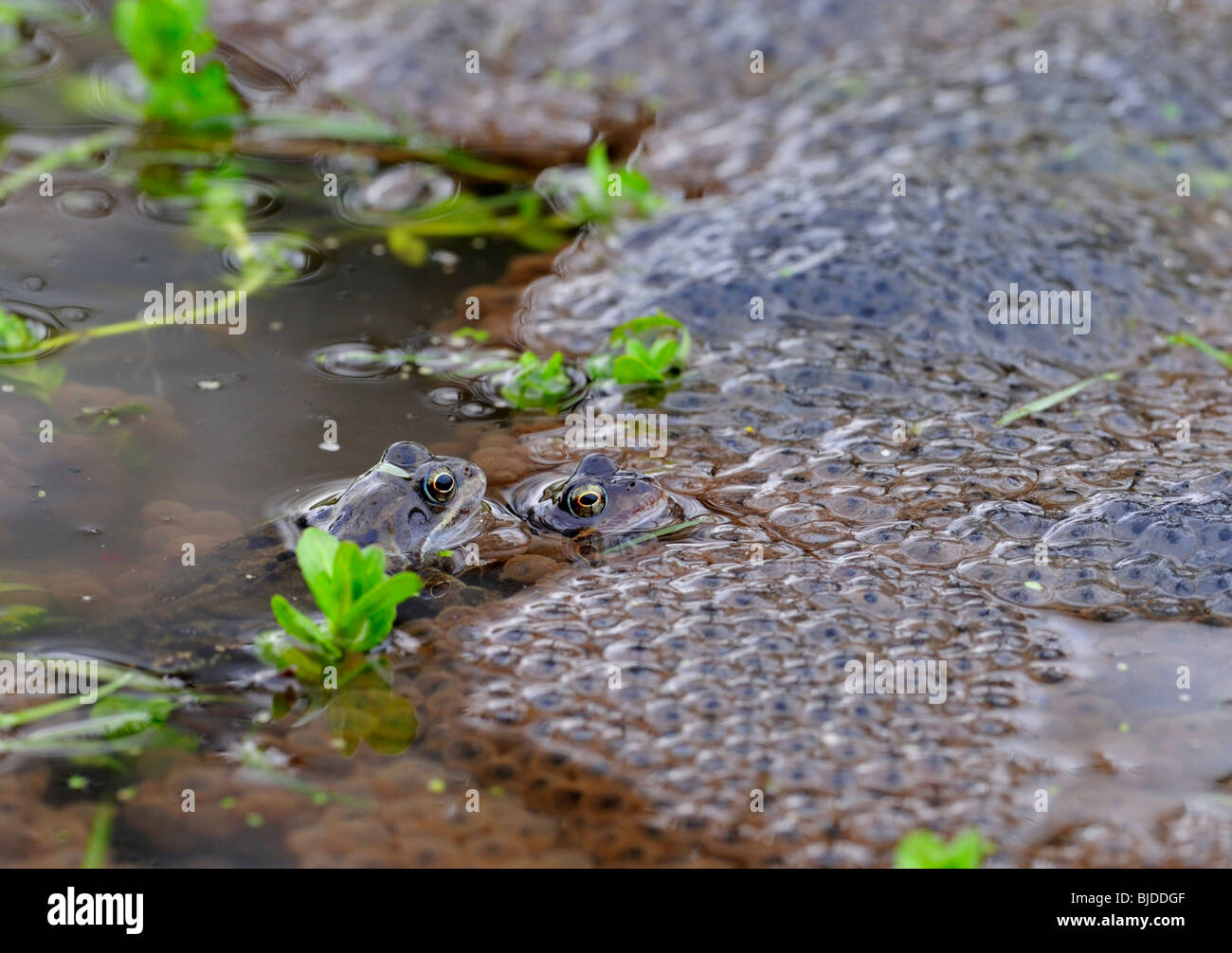 Common Frog. Rana temporaria. Frog spawn Stock Photo - Alamy