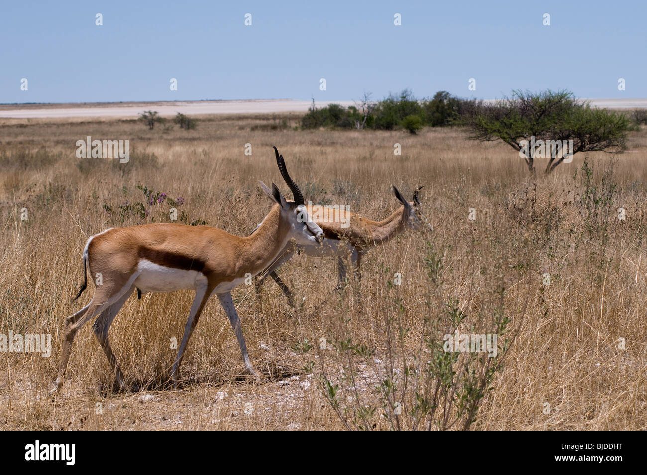 Male and female springboks Stock Photo