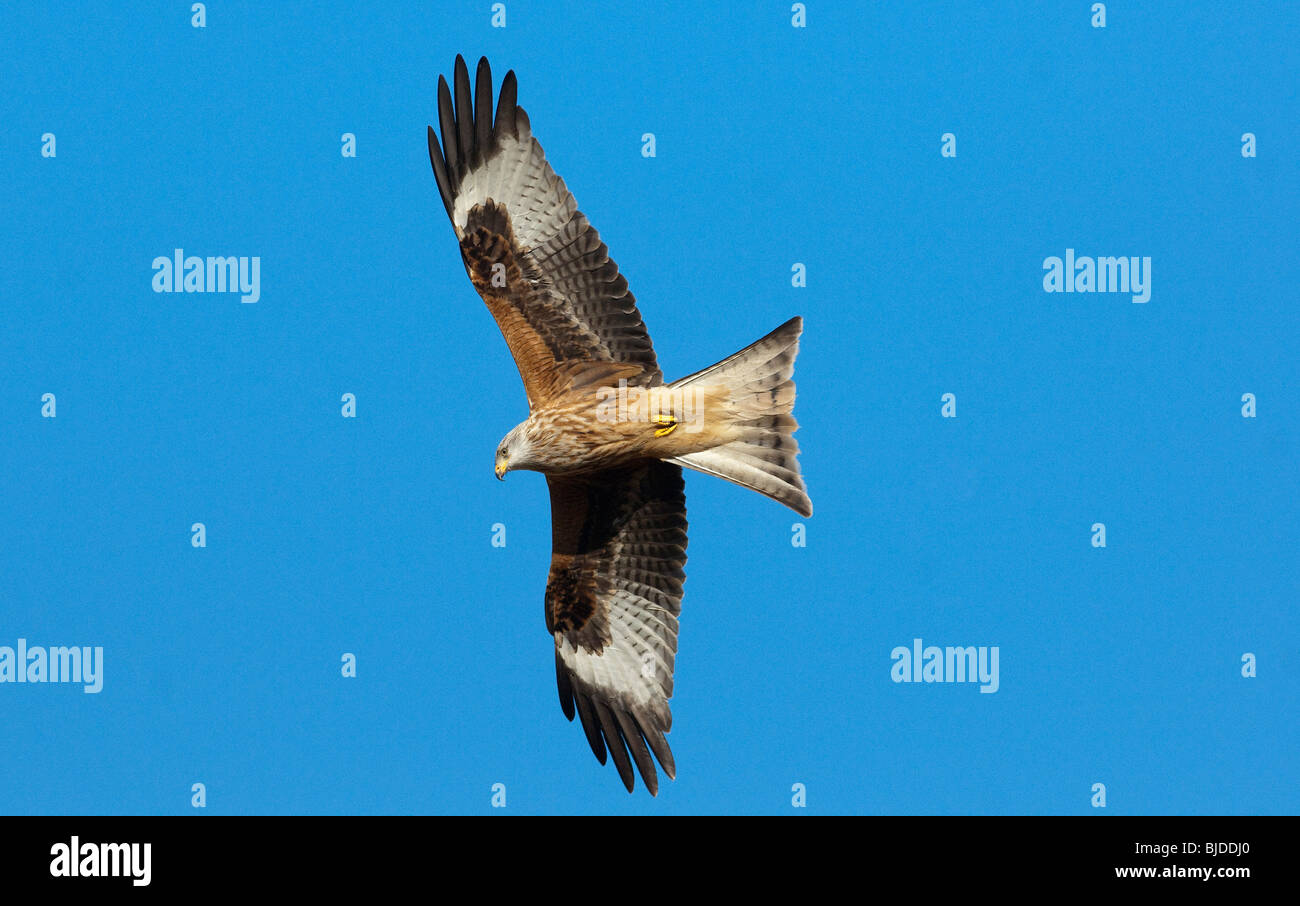 Kite flight flying wales wing hires stock photography and images Alamy