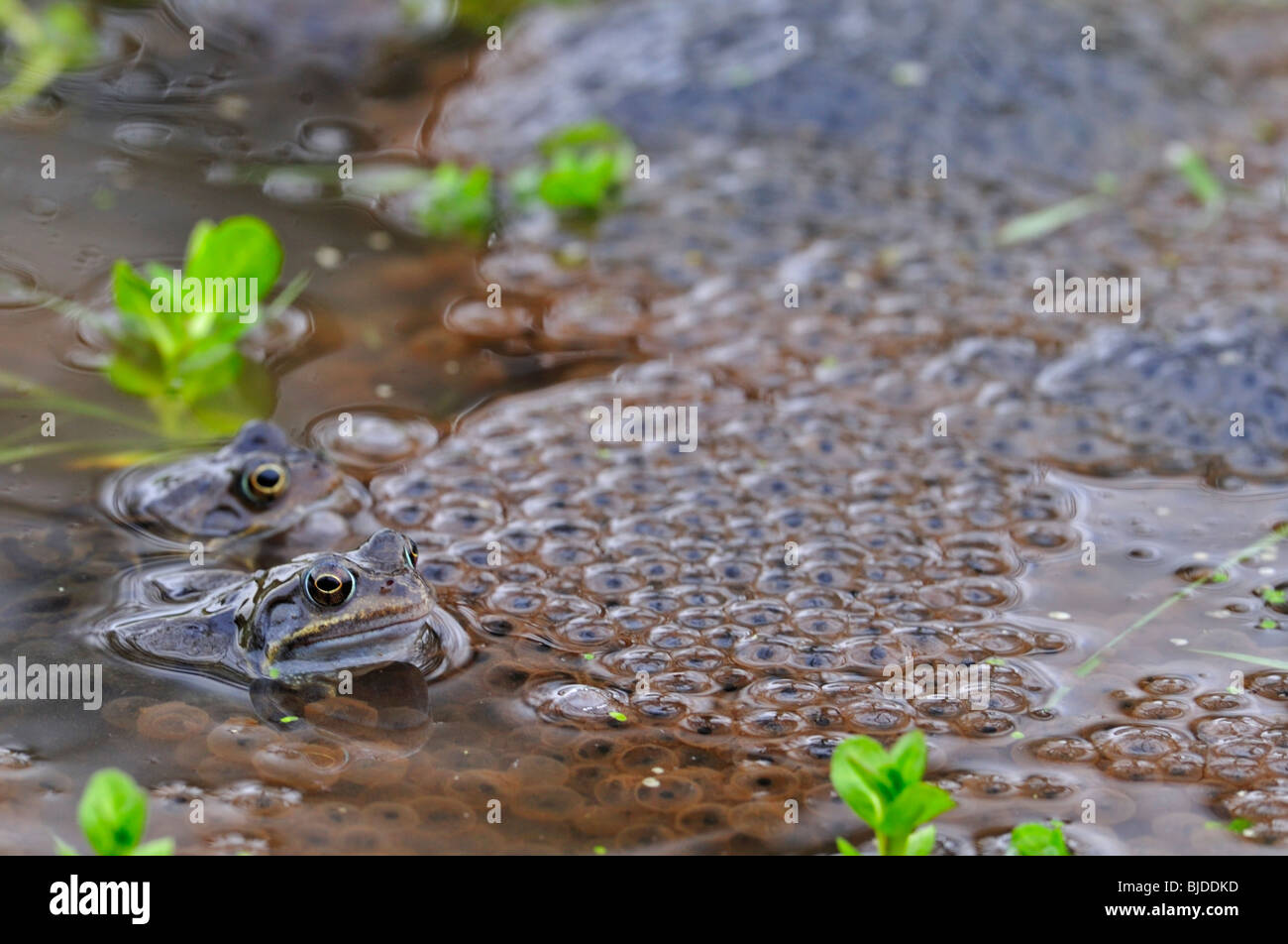 Spring spawn hi-res stock photography and images - Alamy