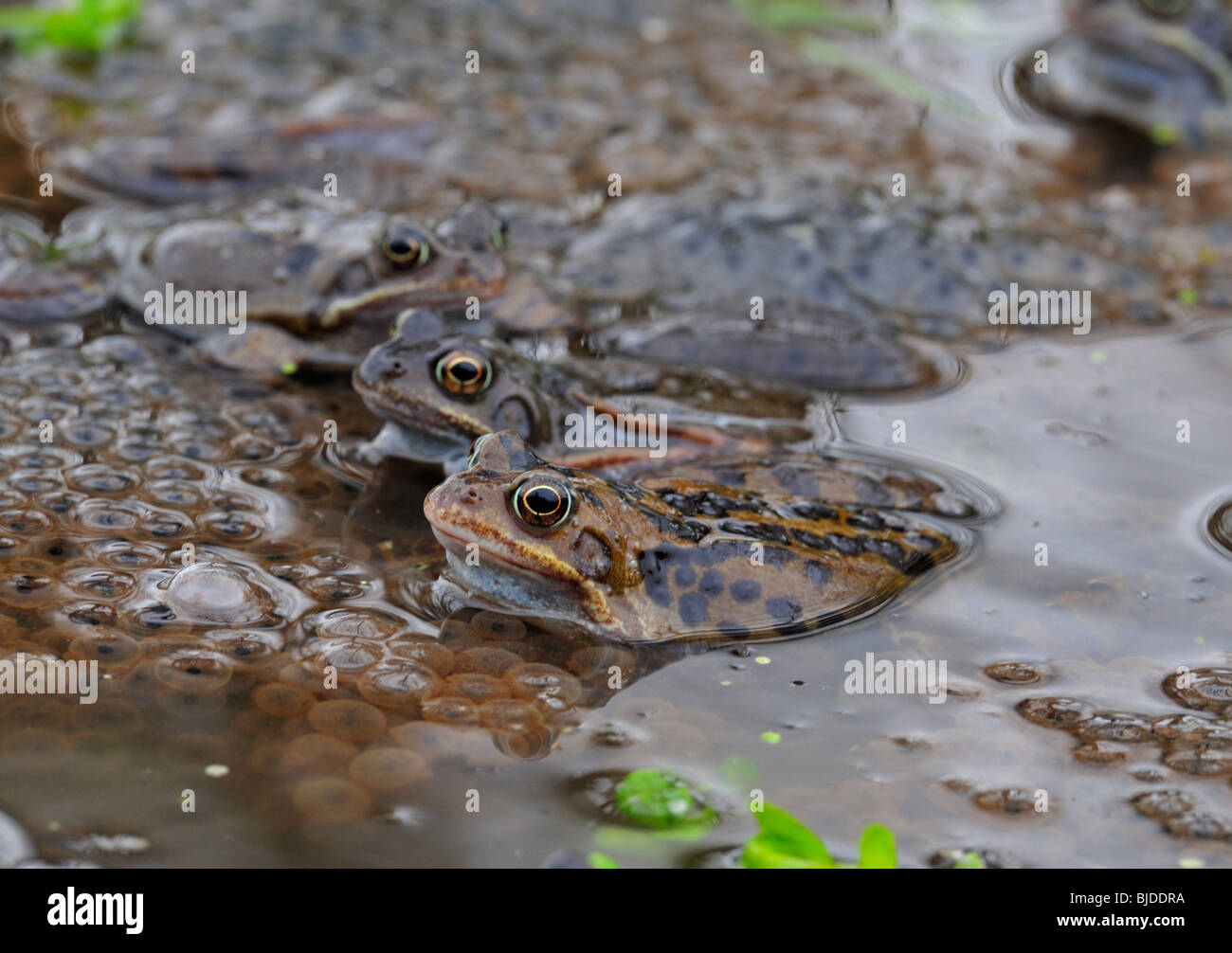 Frog and nature hi-res stock photography and images - Page 20 - Alamy