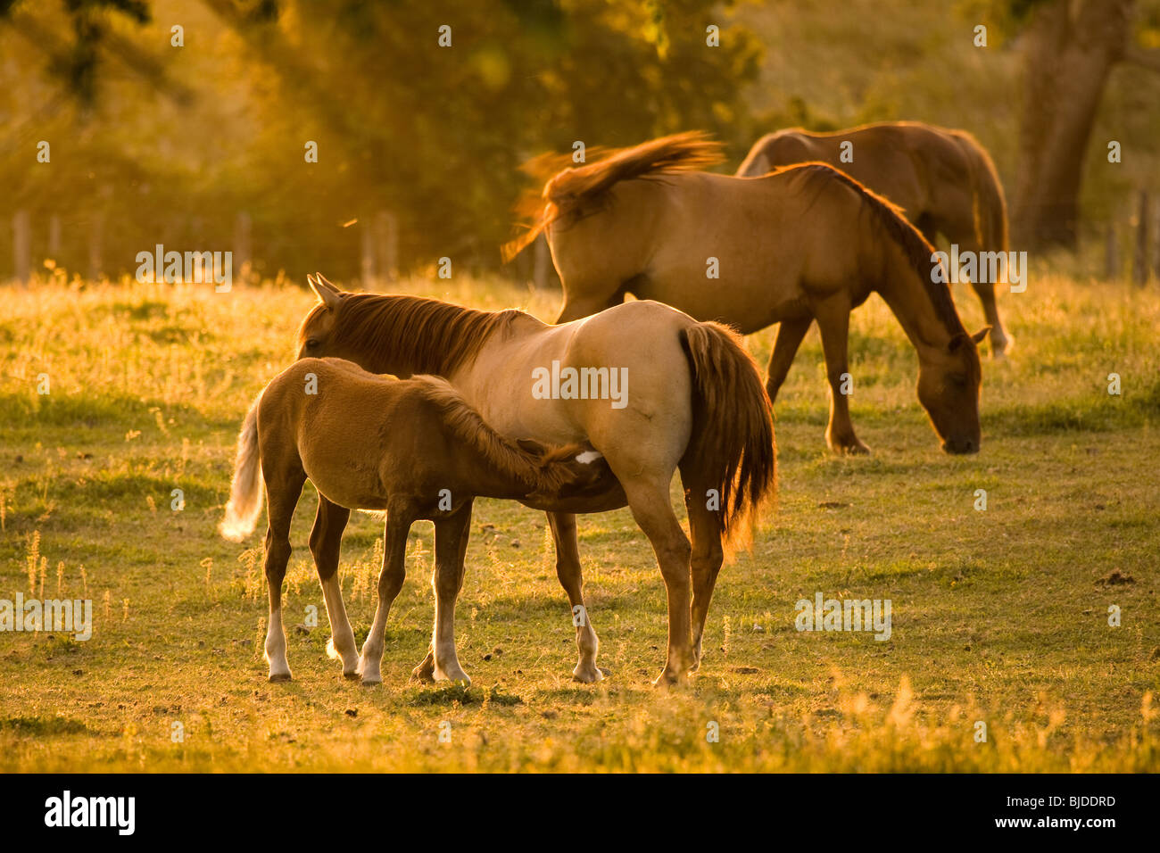 Baby Horse Feeding Stock Photo