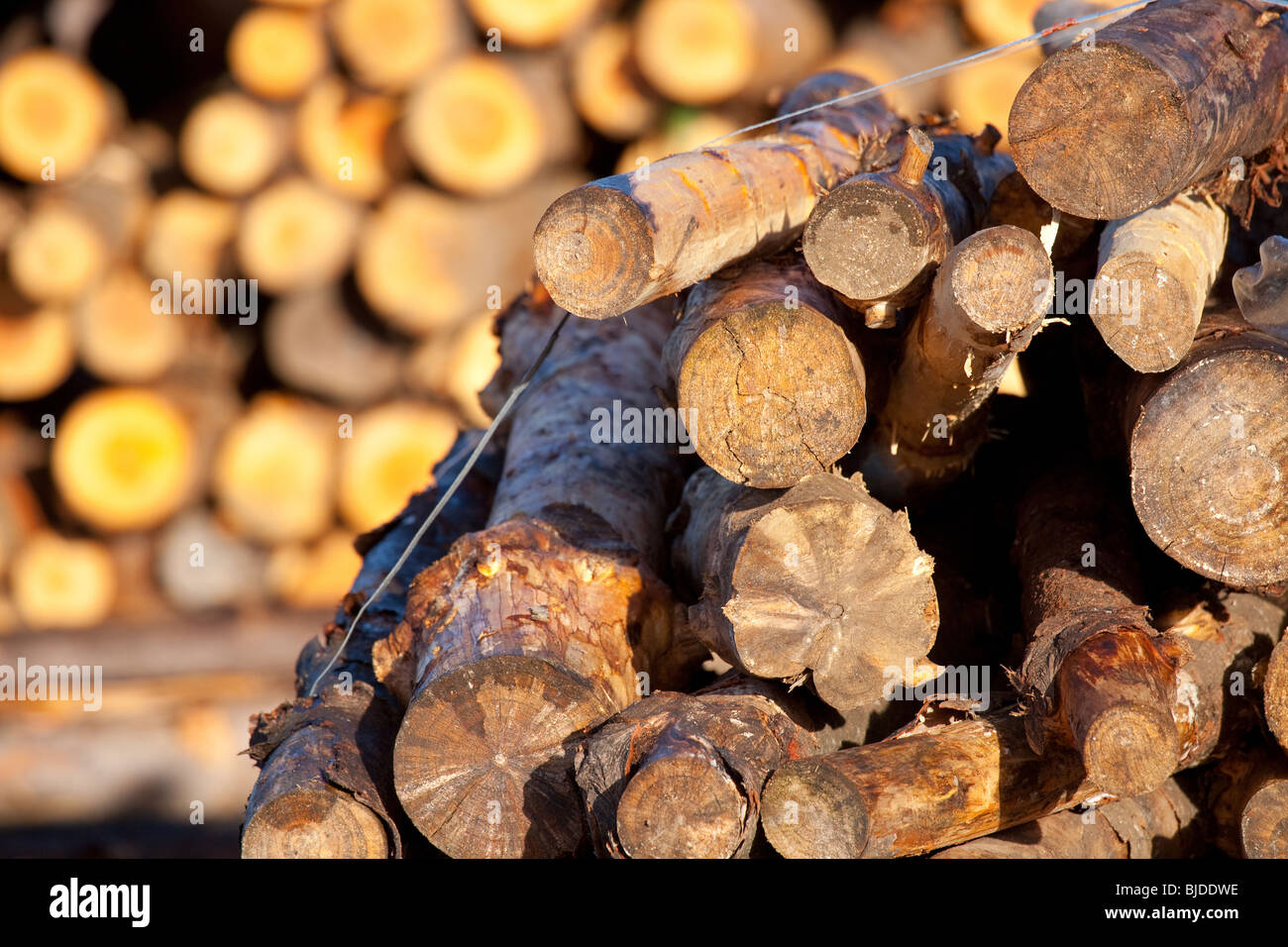 Pile of trunks Stock Photo