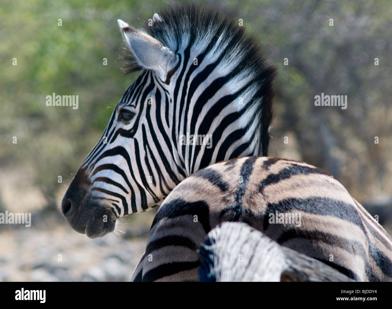 Zebra rear view Stock Photo