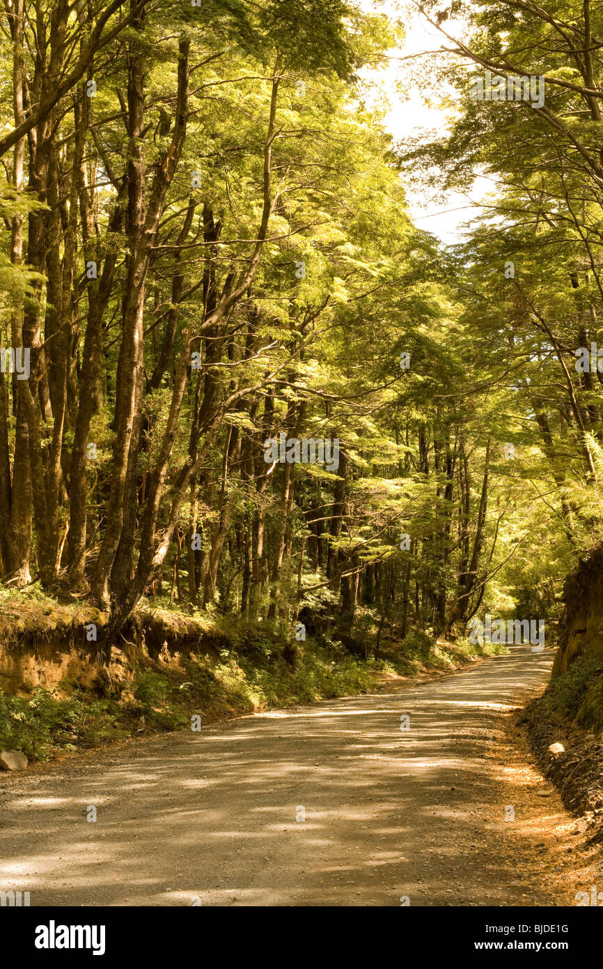 American road trees hi-res stock photography and images - Alamy