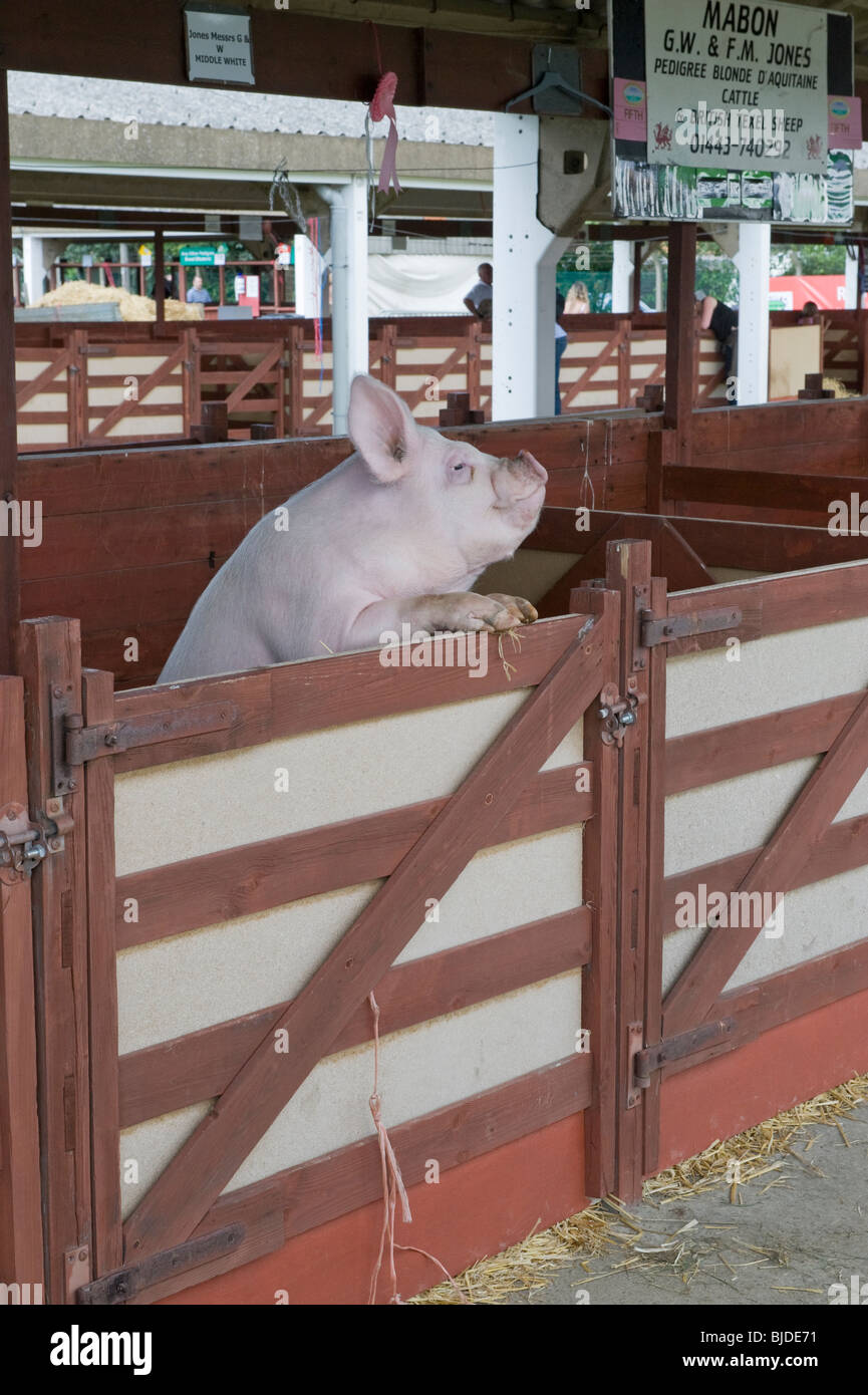 A Middle White pig looking over the top of its pen at The Great Yorkshire Show, Harrogate. Stock Photo