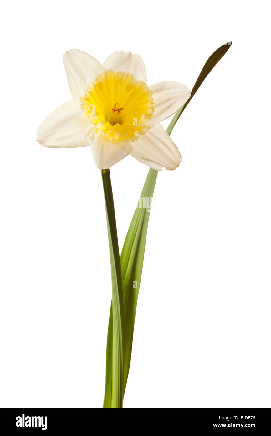 White Spring Daffodil Flower Isolated on White Background Stock Photo
