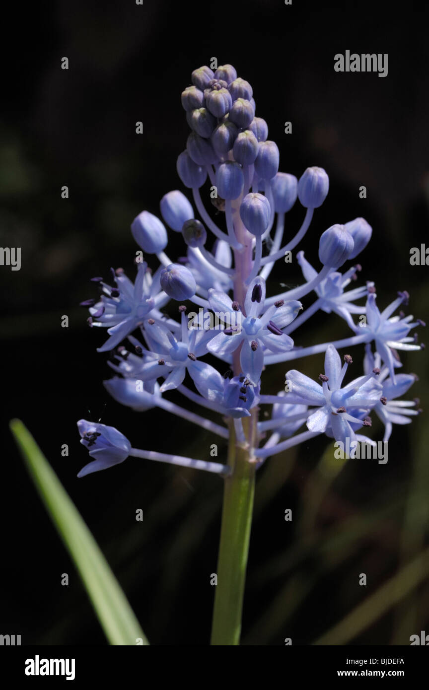 Italian Bluebell, Hyacinthoides italica Stock Photo