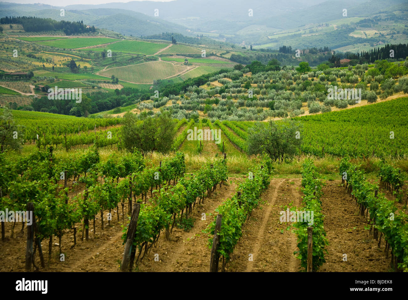 Grape fields in Italy. Stock Photo