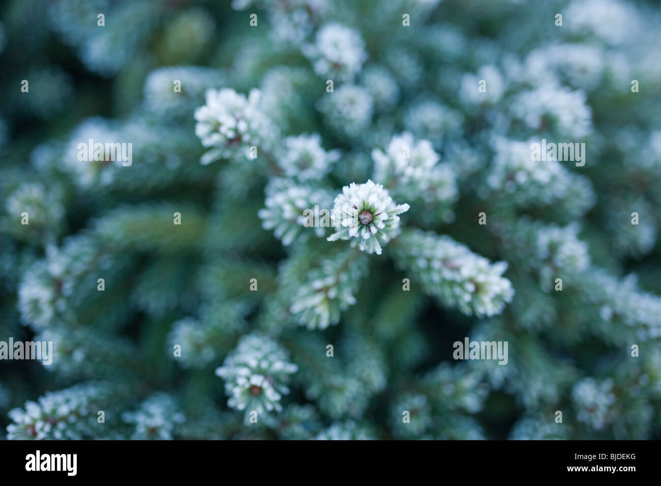 Picea glauca ‘Echiniformis’, frost covered foliage Stock Photo