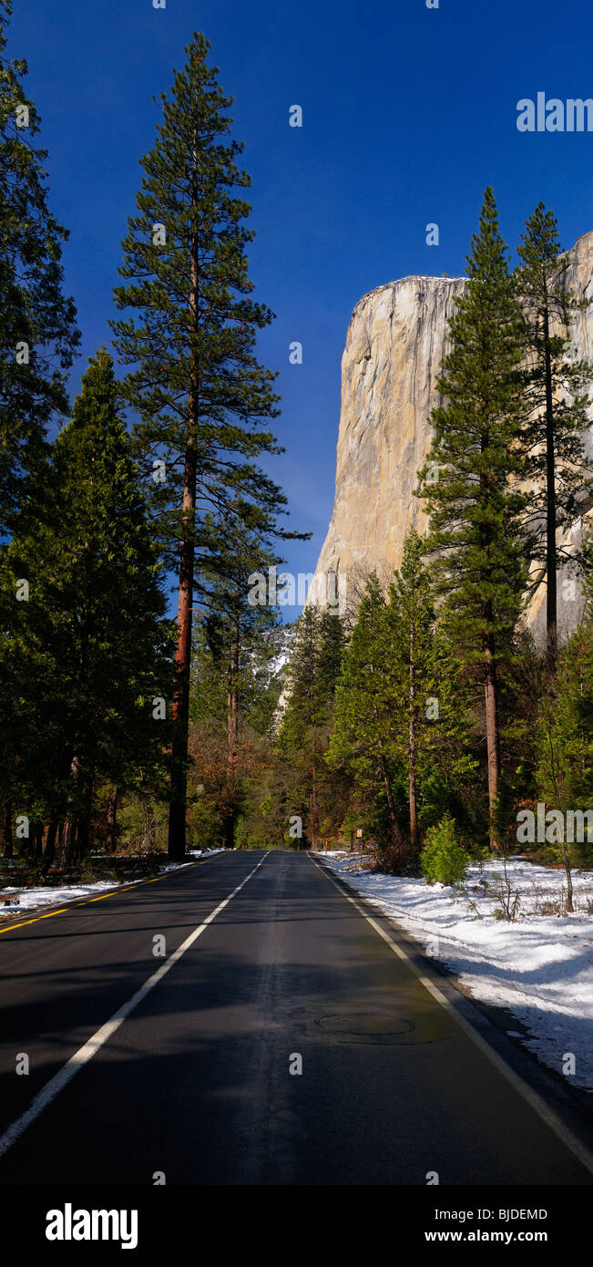 Vertical panorama of tall pines and the face of El Capitan mountain  from Northside Drive Yosemite National Park Valley California USA Stock Photo