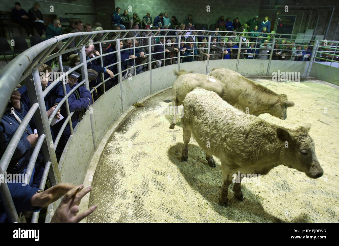 Cattle auction at the UK's first organic stock sale which was held at