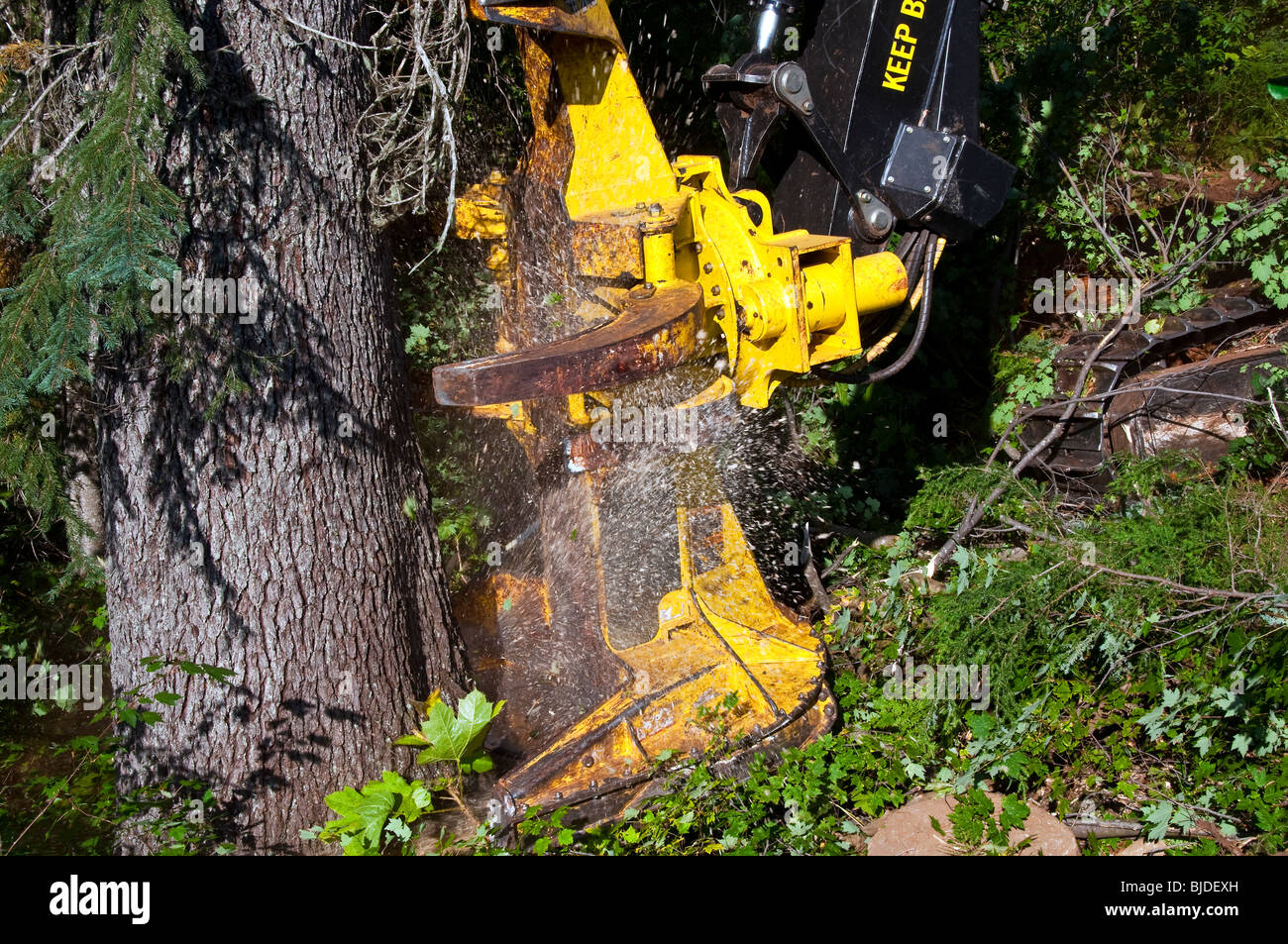 Close-up of a tree cutting machine. Stock Photo