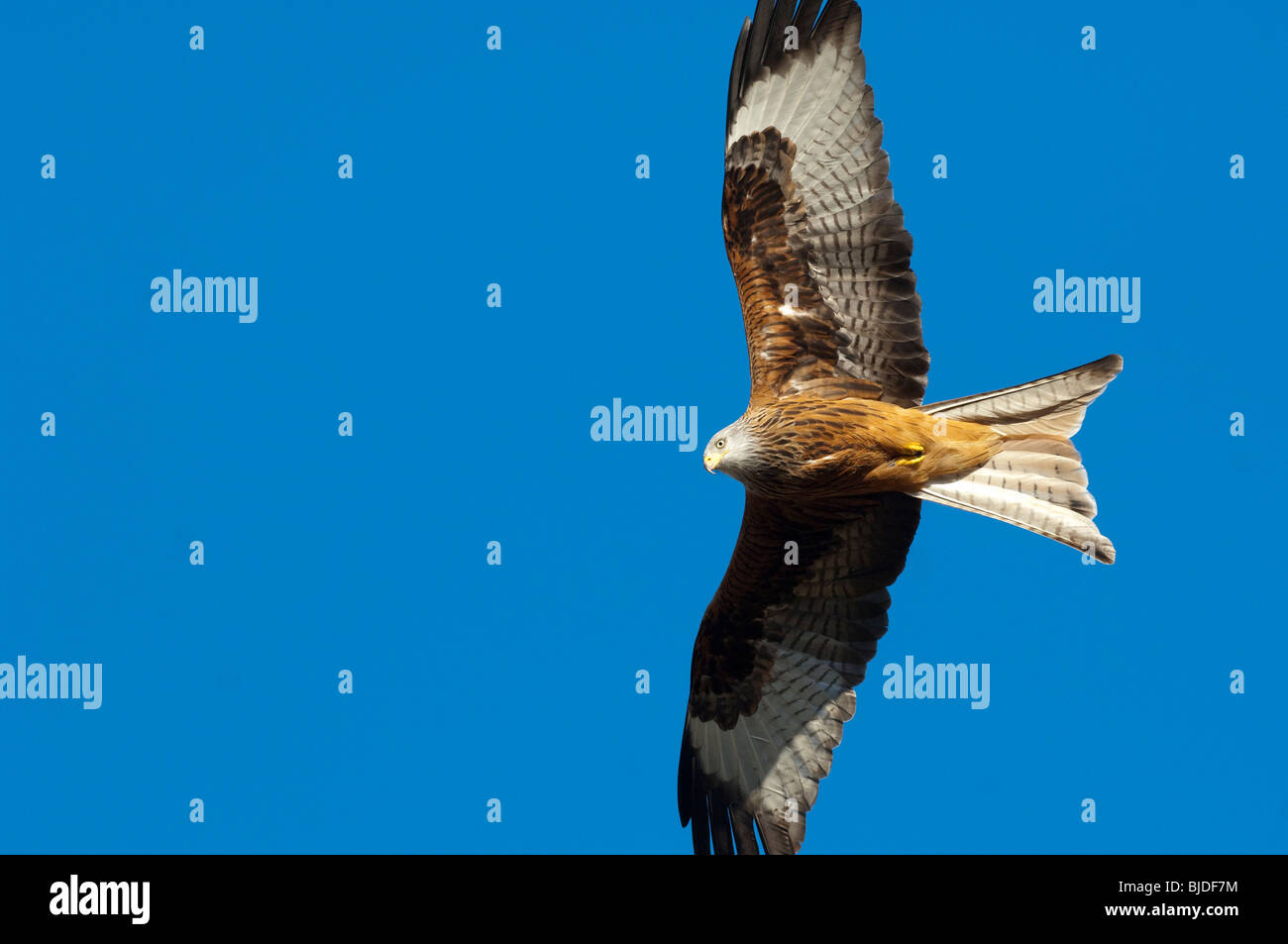 Red Kite ( Milvus milvus ) in flight over Mid Wales. Stock Photo