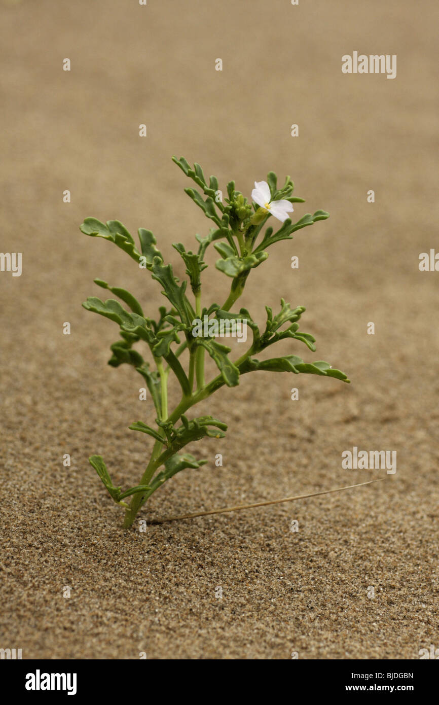 Small Plant growing on a sandy beach, U.K. Stock Photo