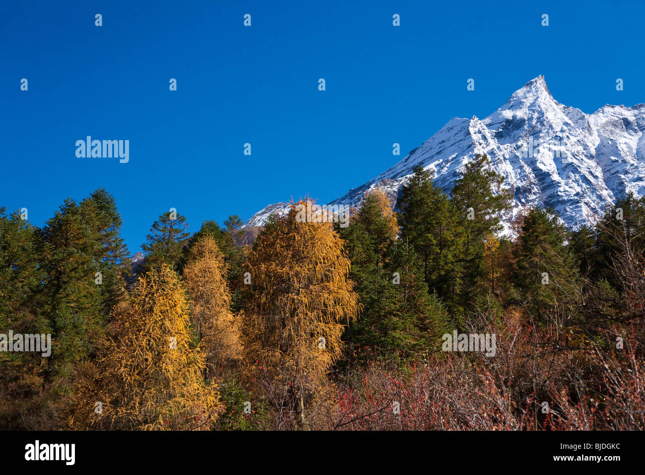 Climax forest near SAMAGAUN on the AROUND MANASLU TREK - NUPRI REGION, NEPAL Stock Photo