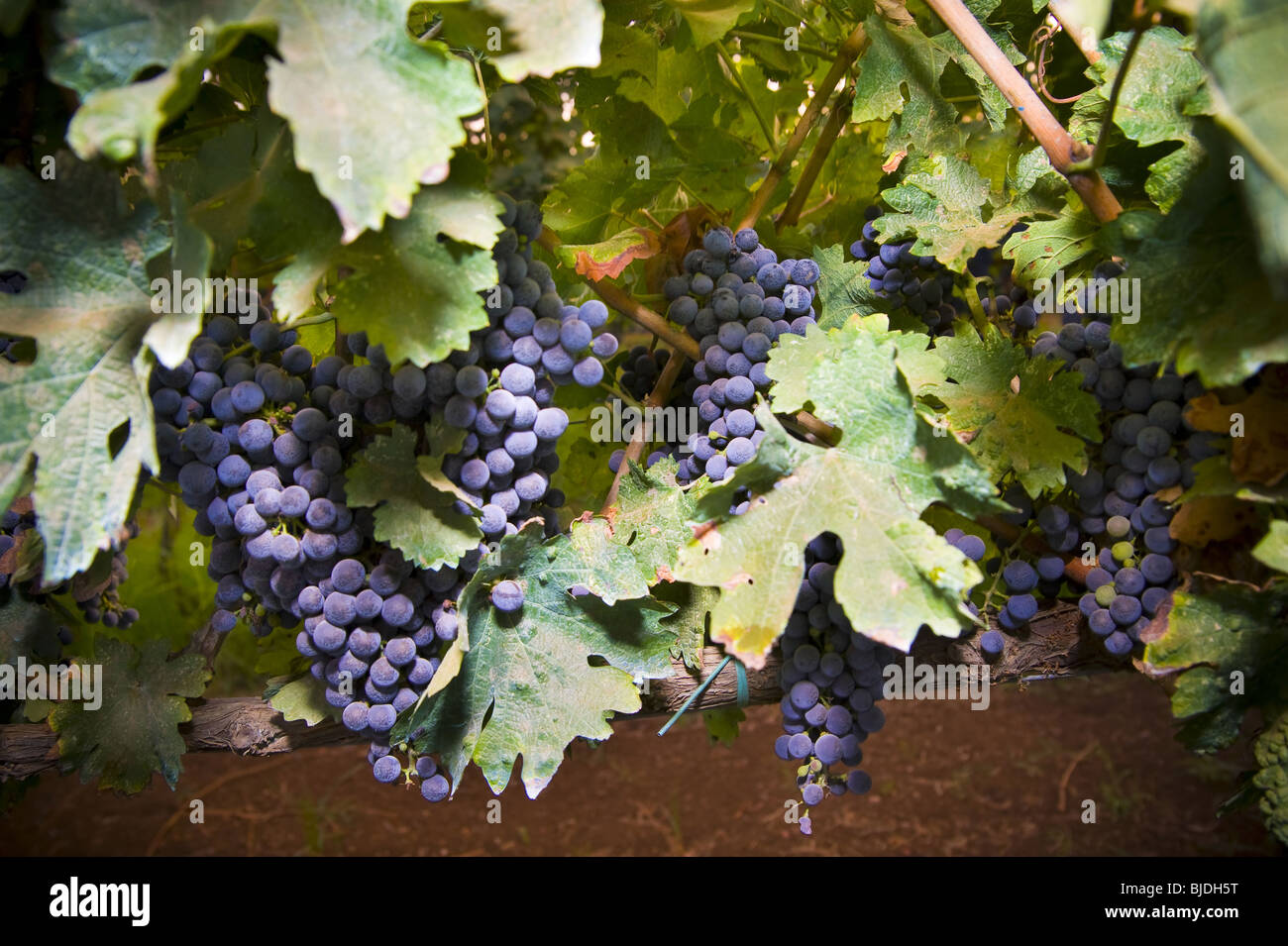 Blue grapes. Lazio region. Italy. Stock Photo