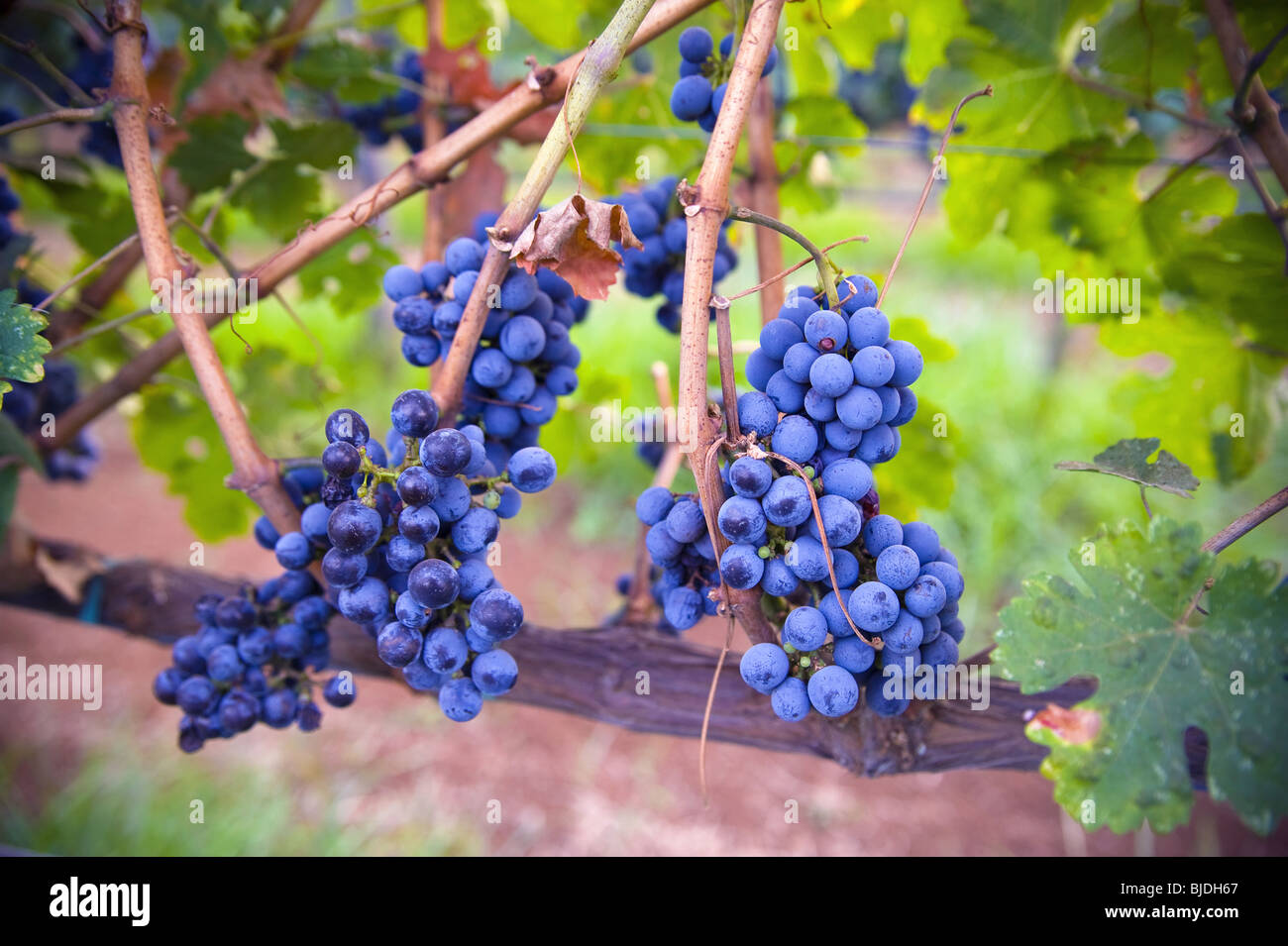 Blue grapes. Lazio region. Italy. Stock Photo