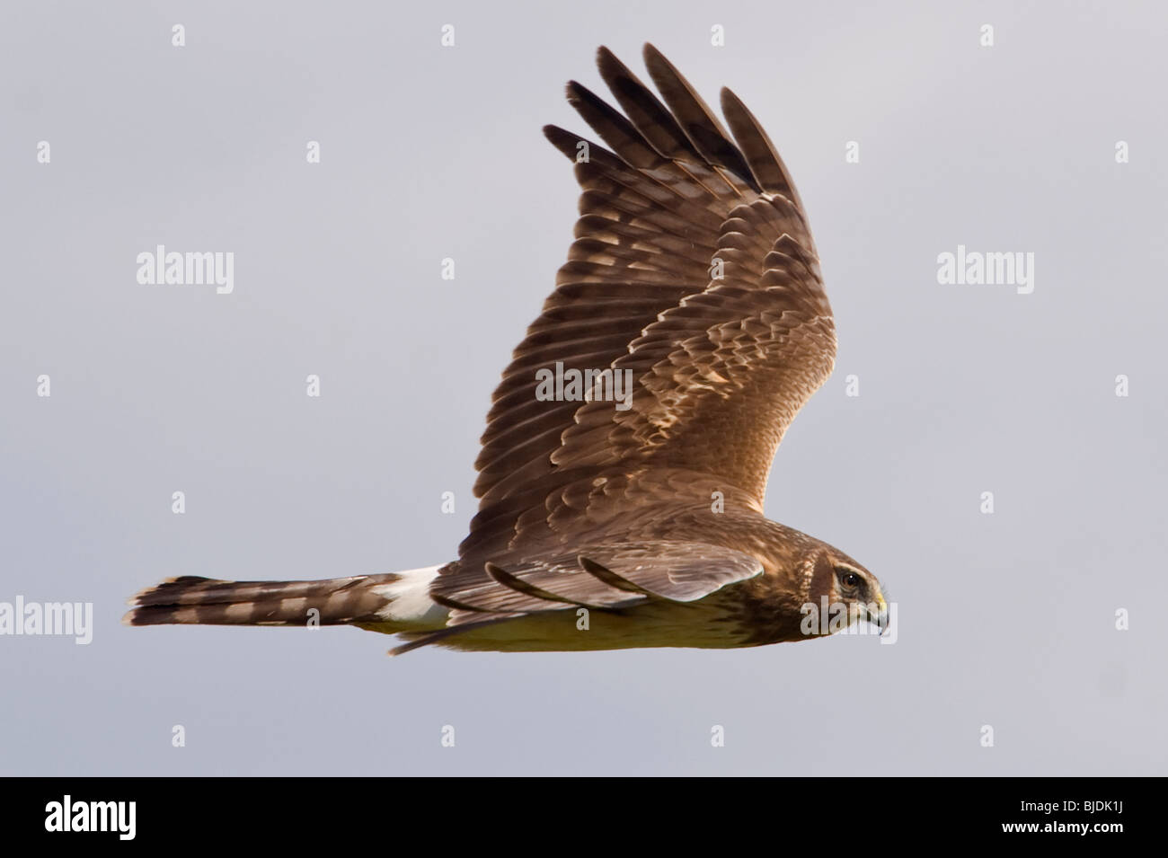 Northern Harrier taken at Bolsa Chica Ecological Reserve, California Stock Photo