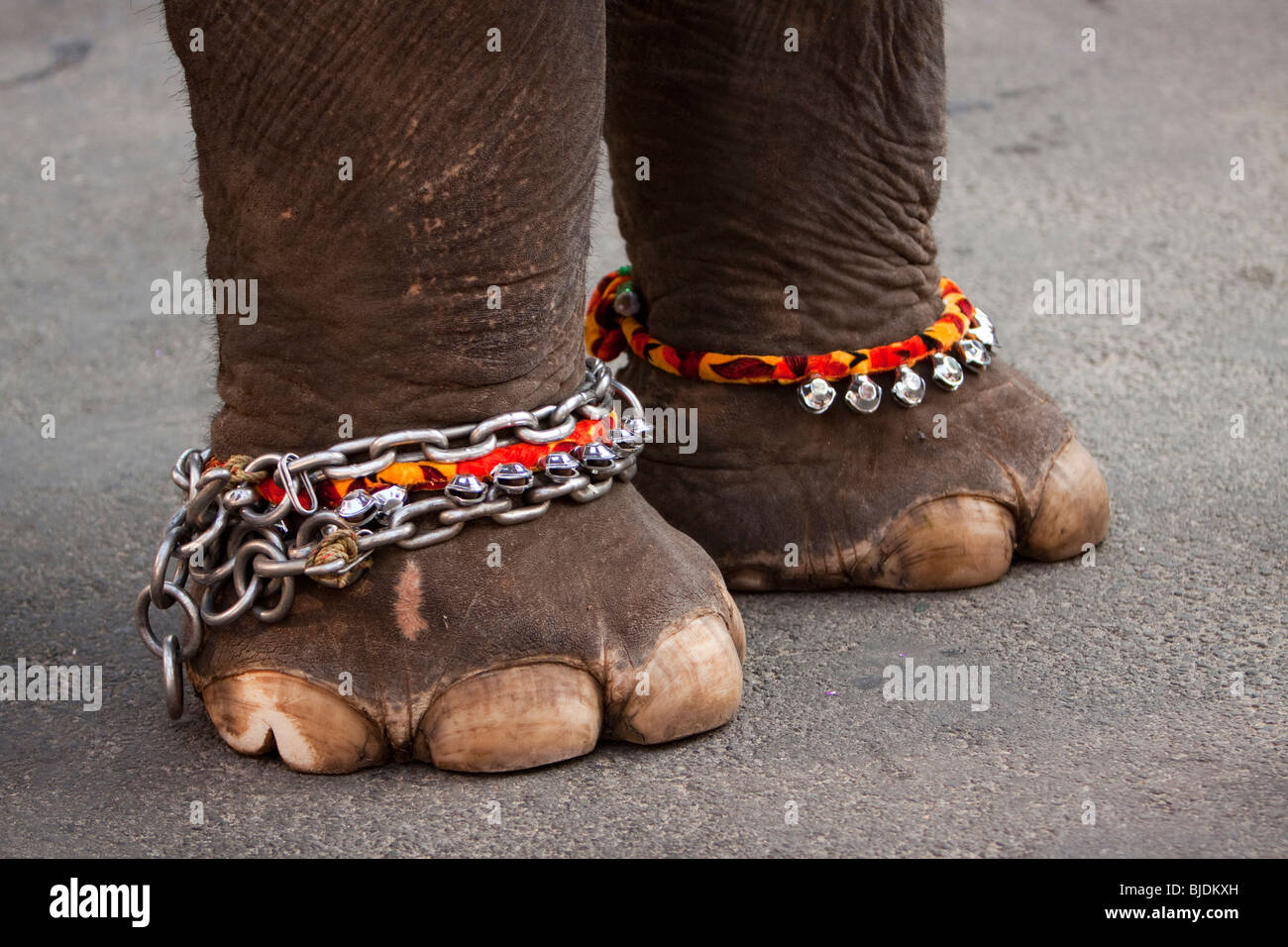 India, Kerala, Kochi, Ernakulam Uthsavom festival, Parayeduppu elephant procession, chained feet of elephant Stock Photo