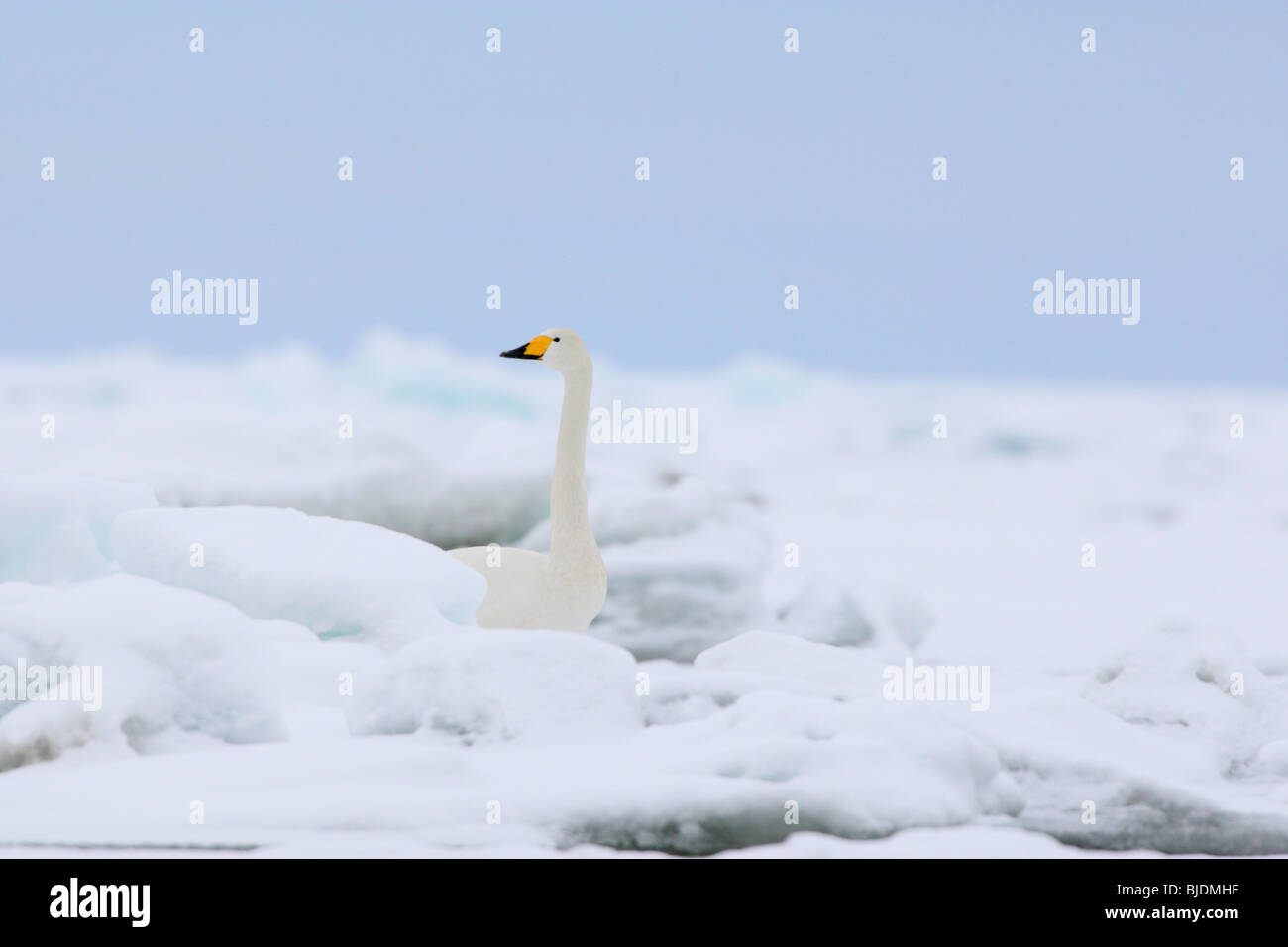 Whooper Swan (Cygnus cygnus) in winter. Stock Photo