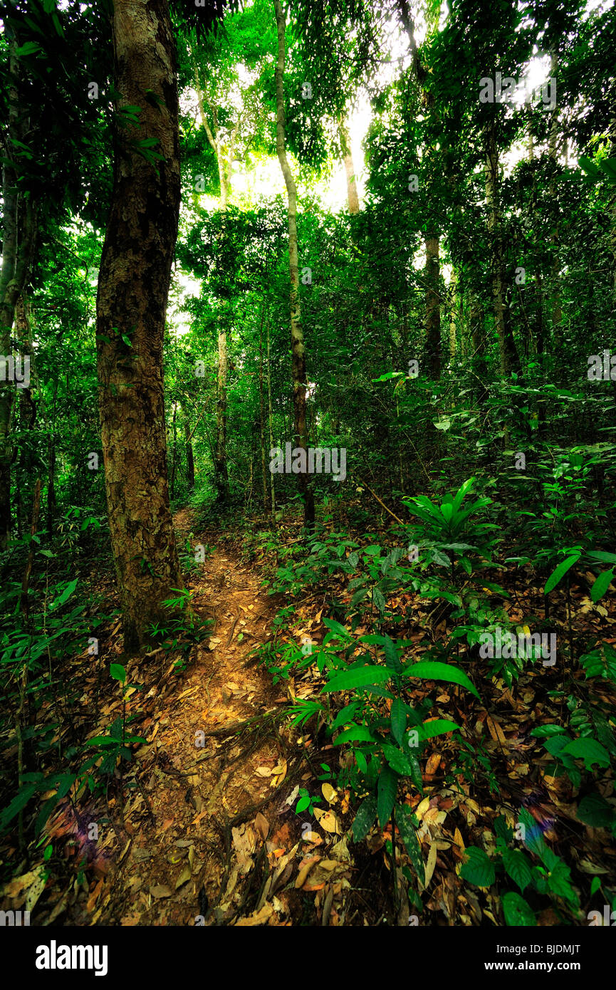 Tropical rainforest. Phou Khao Khouay National Protected Area. LAO ...