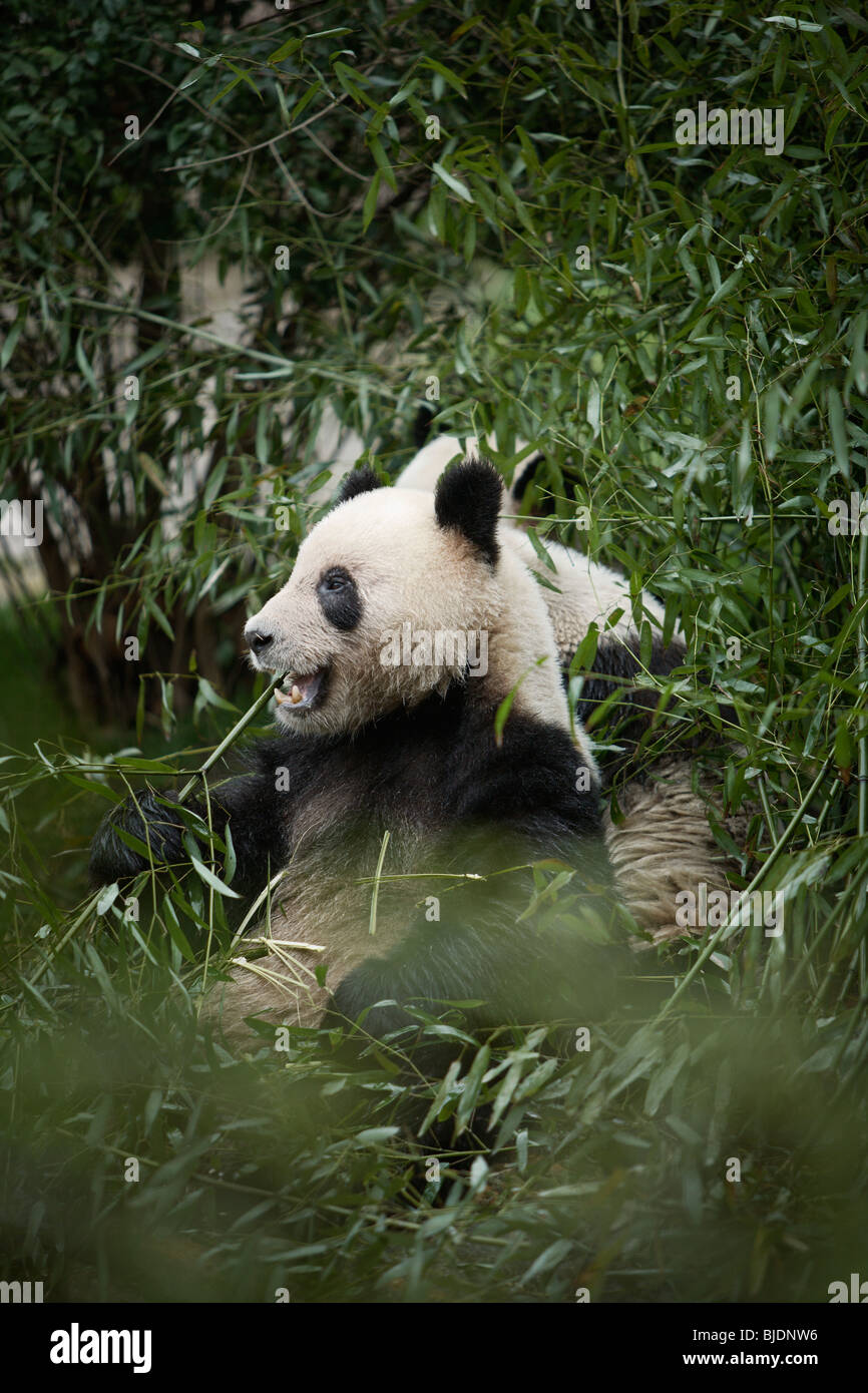 Pandas at Chengdu Panda Breeding Research Base, in Chengdu, China. Stock Photo