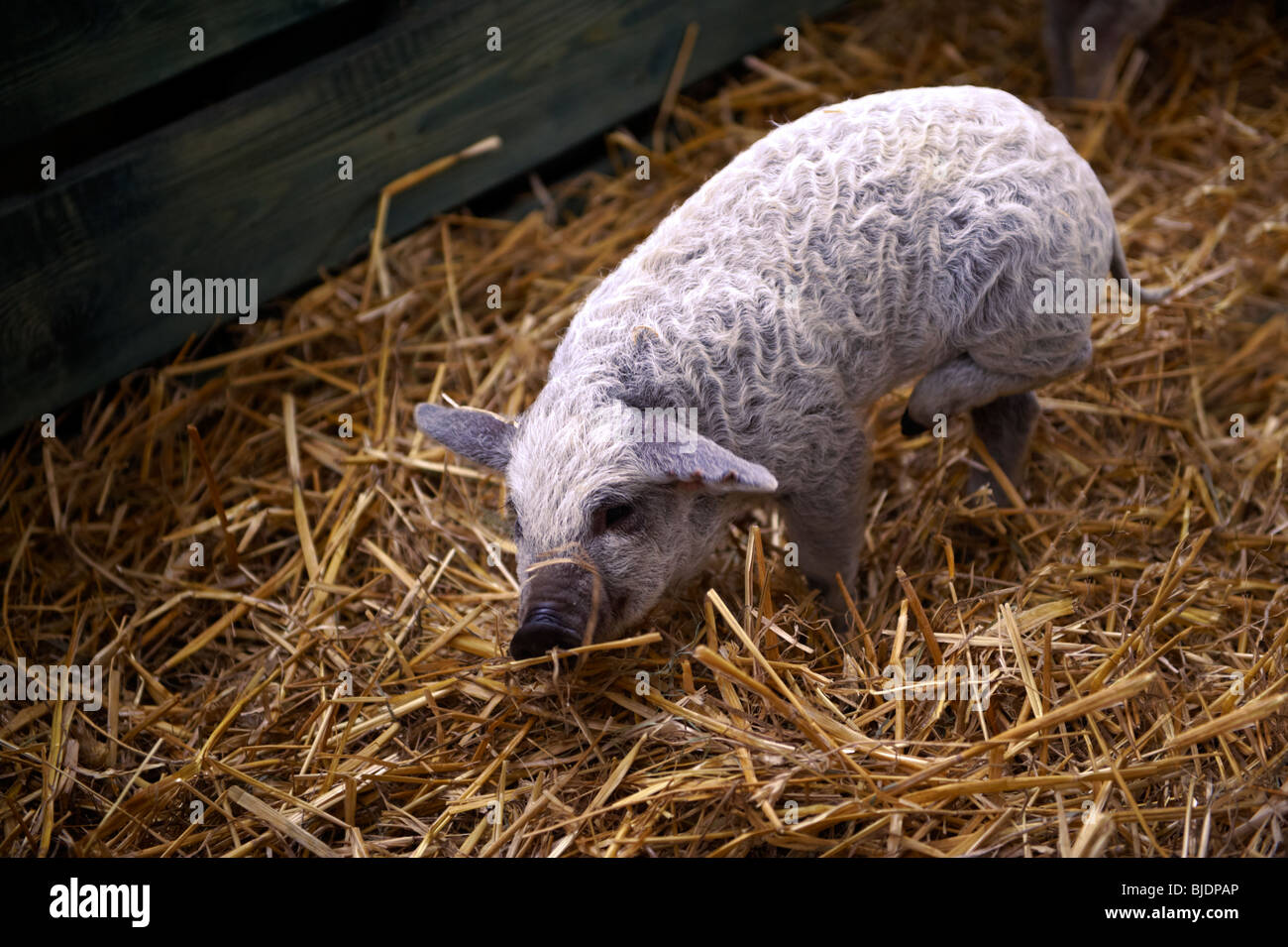 Mangalcsa piglets, Hungary stock photos Stock Photo
