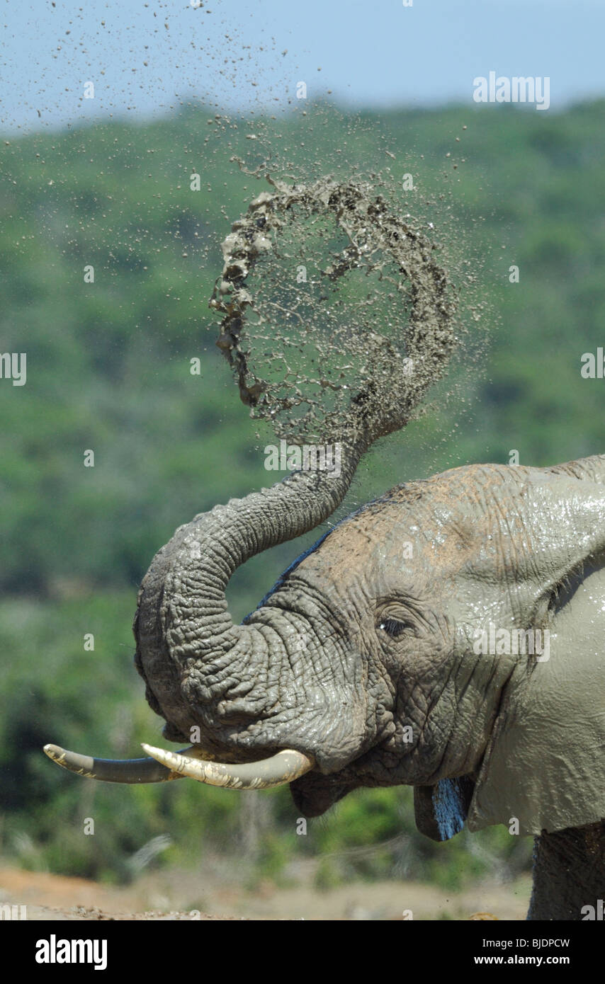 Elephant splashing soil and water on his head. Addo Elephant national park, Eastern Cape, South Africa Stock Photo