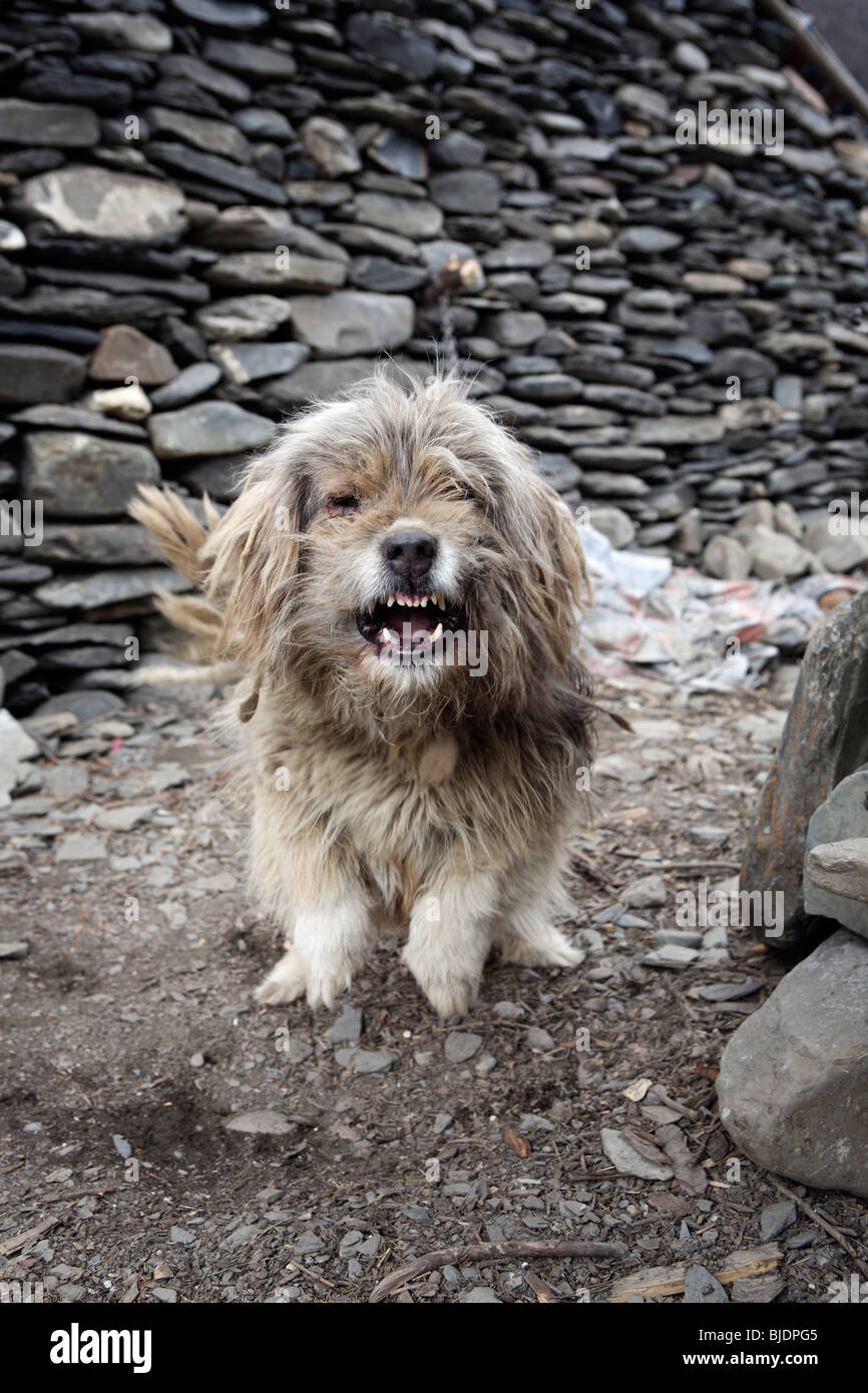 Angry dog guarding his master's house in a small Tibetan mountain village near Songpan town. Szechuan, China. Stock Photo