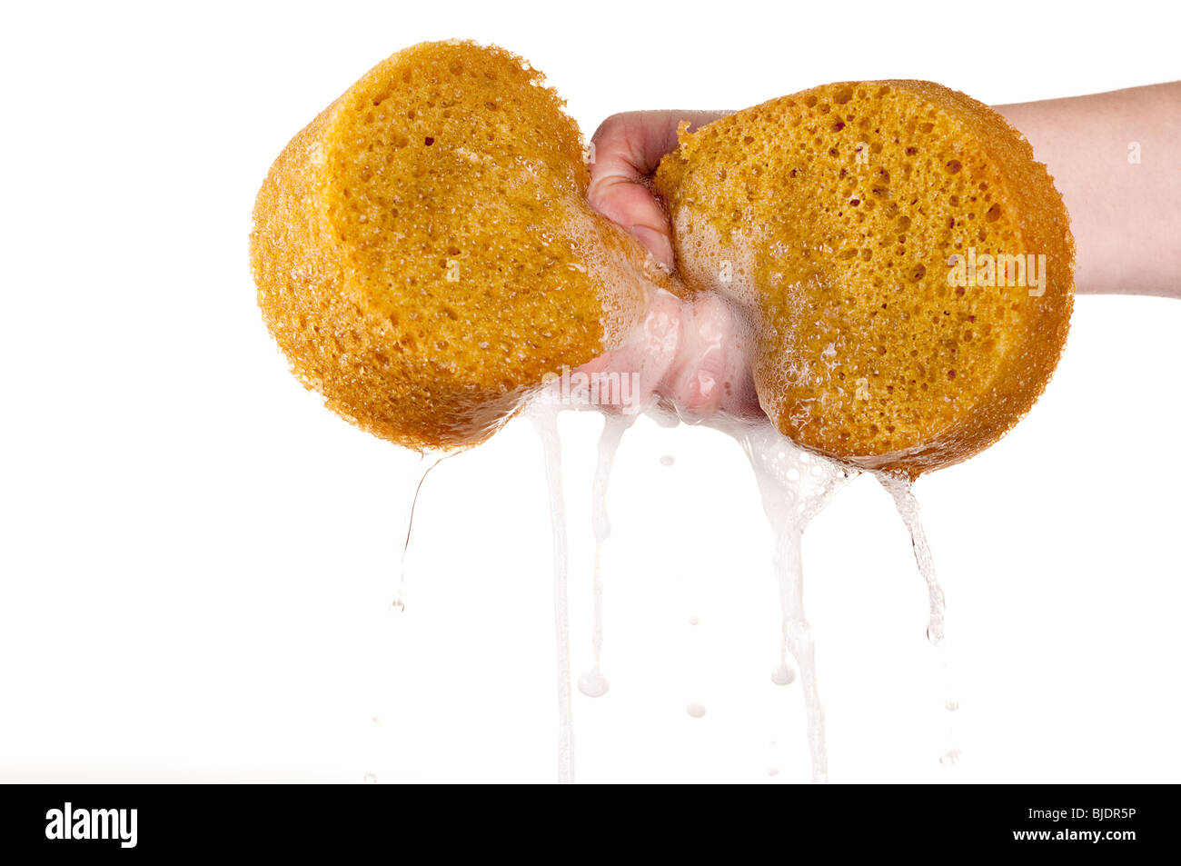 horizontal image of wringing the water out of a sponge on white Stock Photo