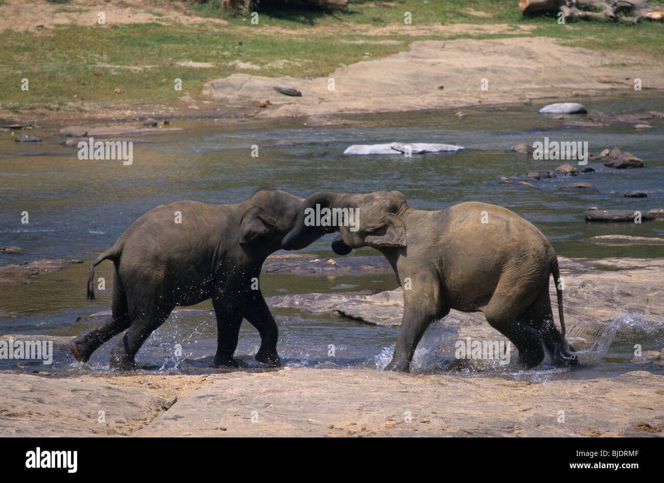 Two Asian elephants (elephas maximus) male fighting on bank Maha Oya river. Pinnawela elephant orphanage. Kegalle, Sri Lanka Stock Photo