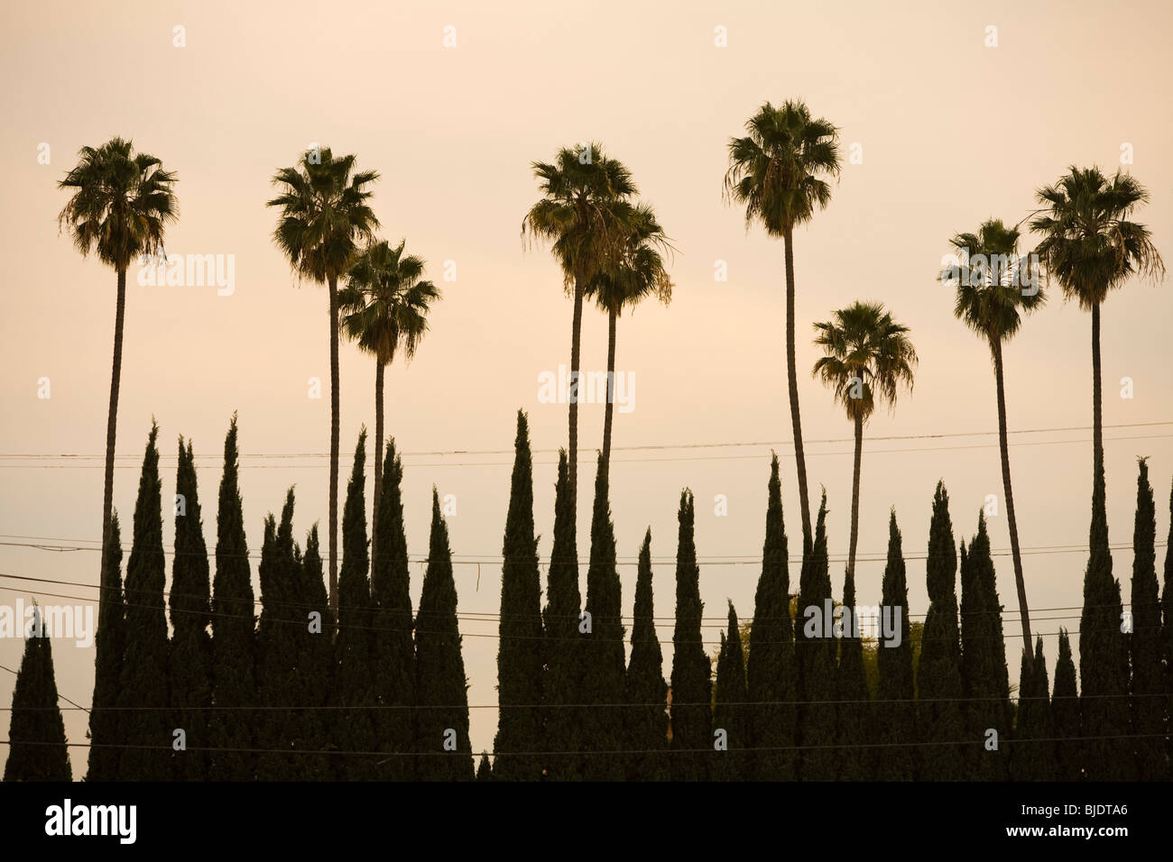 Palm trees and Cypress trees, Los Angeles County, California, United