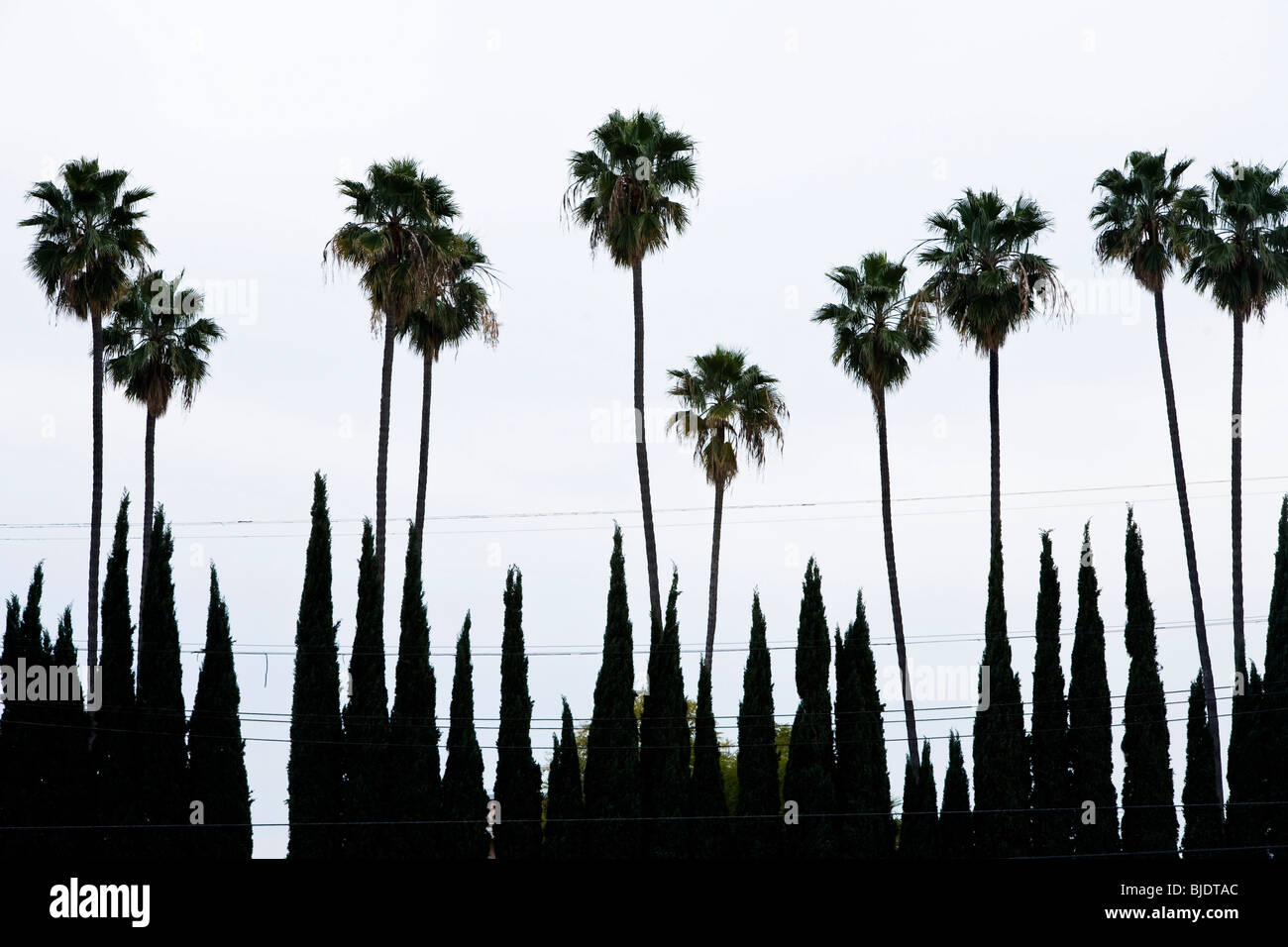 Palm trees and Cypress trees, Los Angeles County, California, United