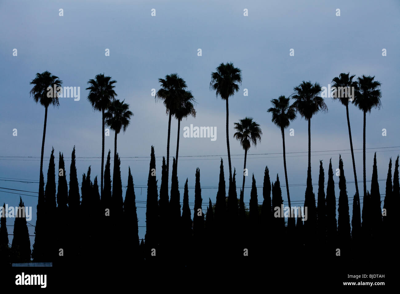 Palm trees and Cypress trees, Los Angeles County, California, United