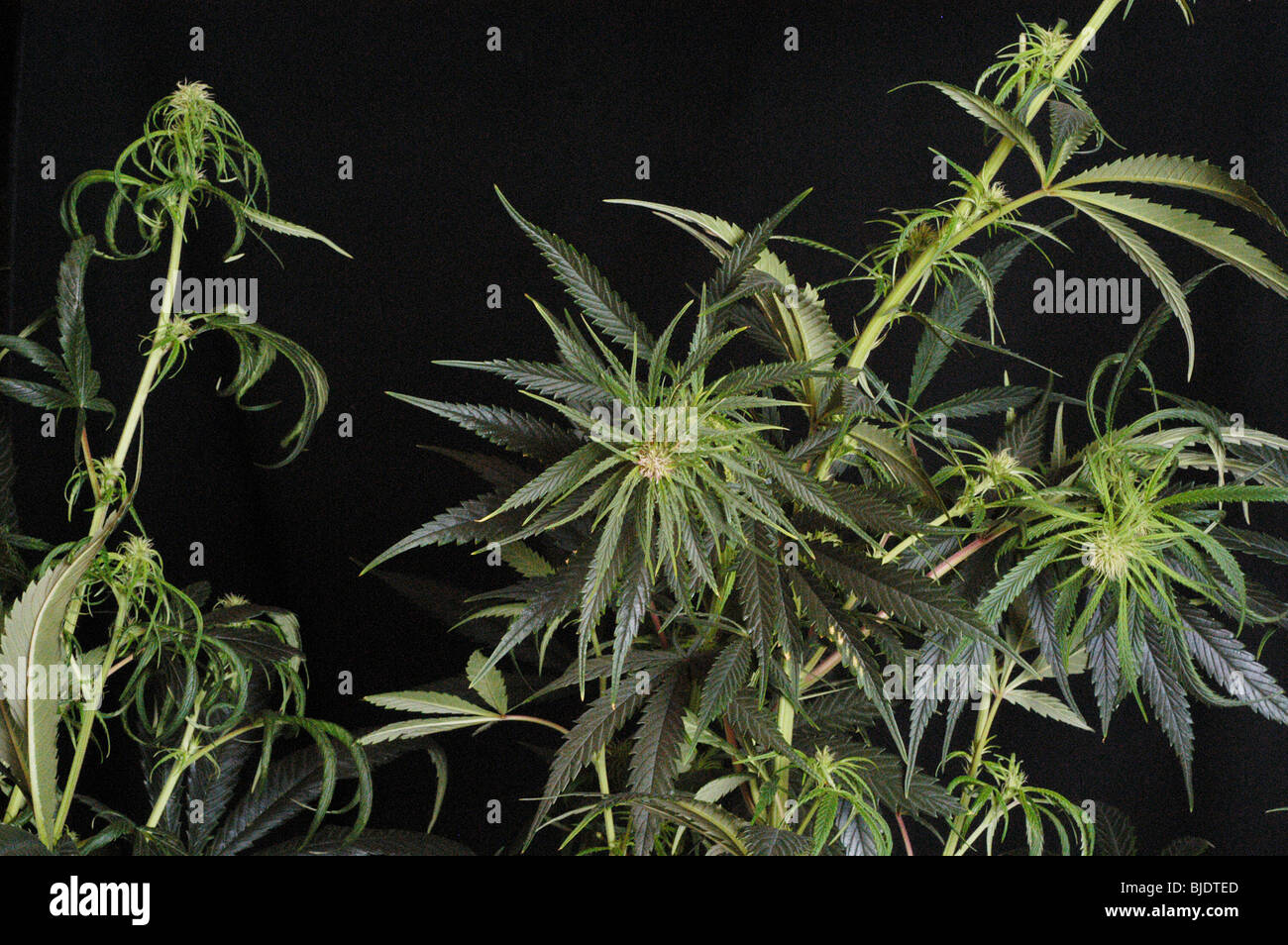 Cannabis cultivation (C. Sativa, C. Indica, C. Ruderalis) under ...