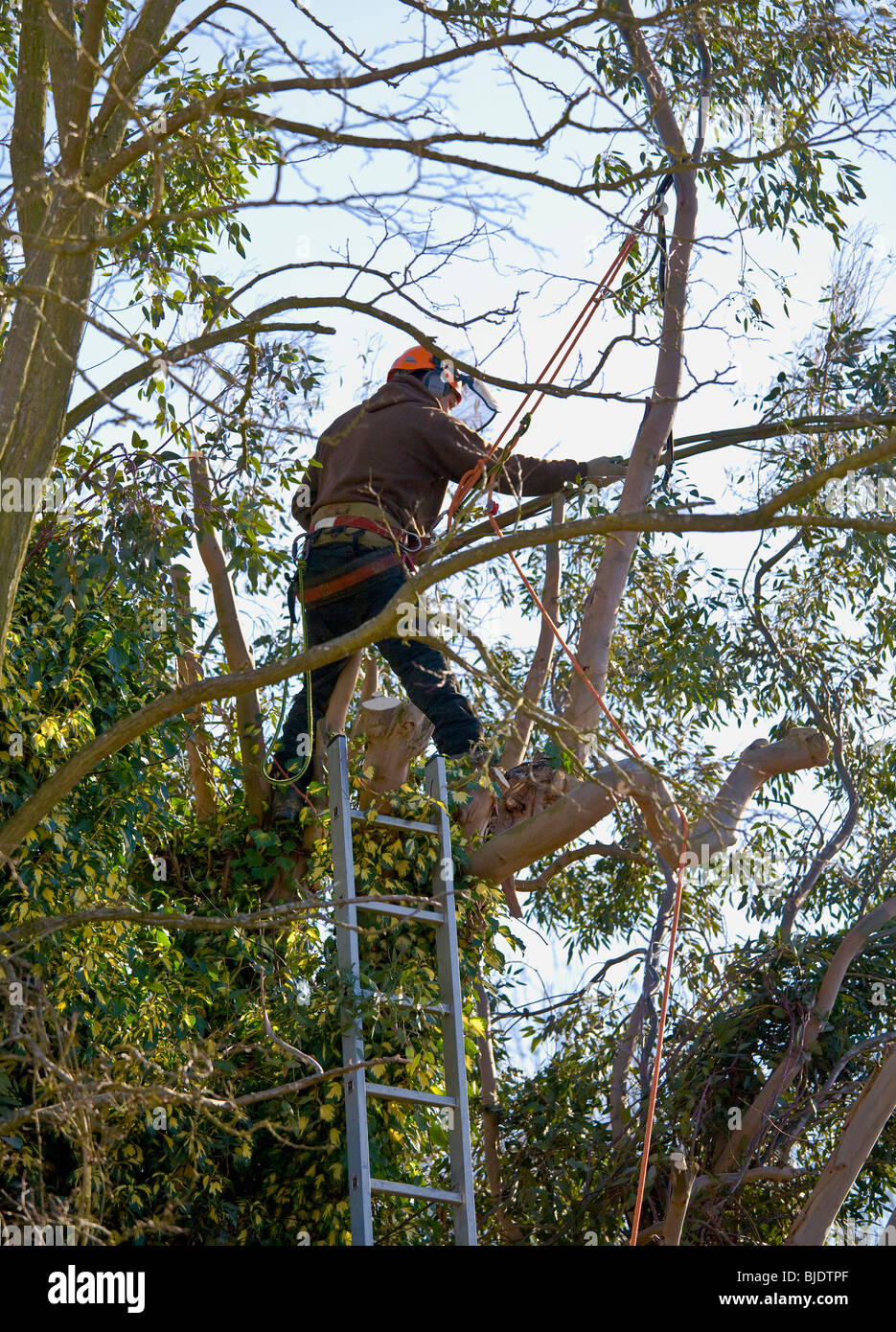 Tree surgeon at work Stock Photo Alamy