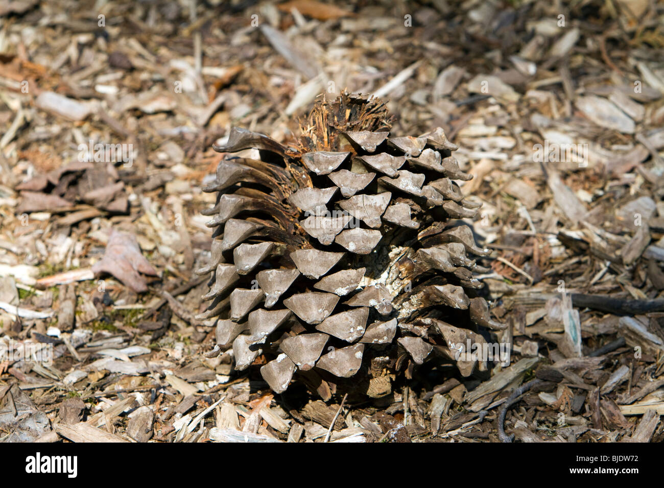 Seed Cones of California Pines (an educational poster)