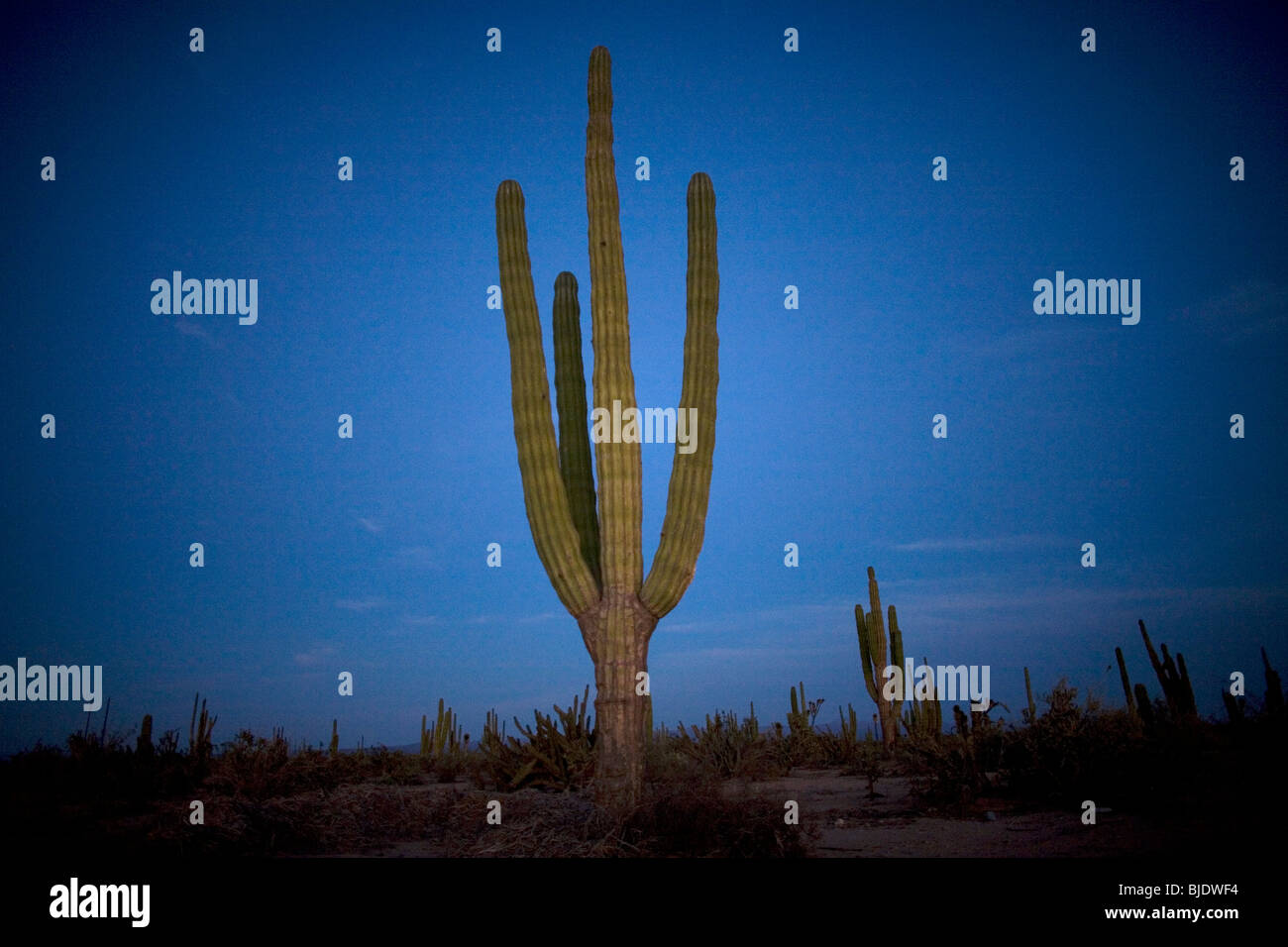 El Vizcaino Biosphere Reserve High Resolution Stock Photography and ...