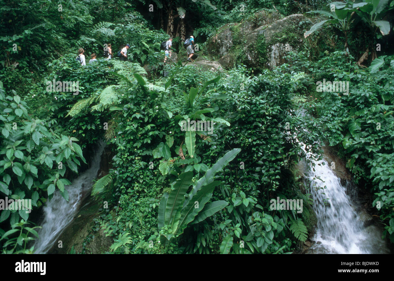 Hiking in the Henri Pittier National Park, Venezuela Stock Photo