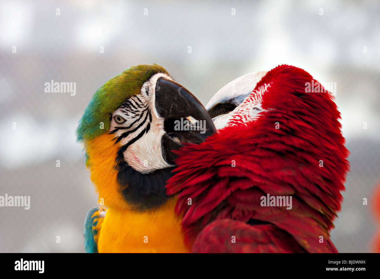 Image showcasing Two macaw parrots (green-winged and green and yellow one) interacting ...