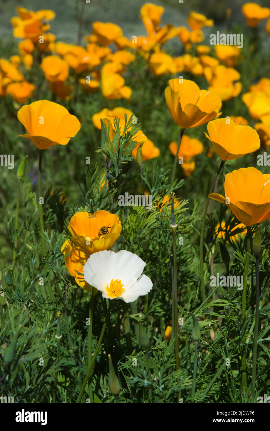 California Poppies, a wildflower in the Arizona desert at springtime.  This photo contains an example of the rare white mutant. Stock Photo