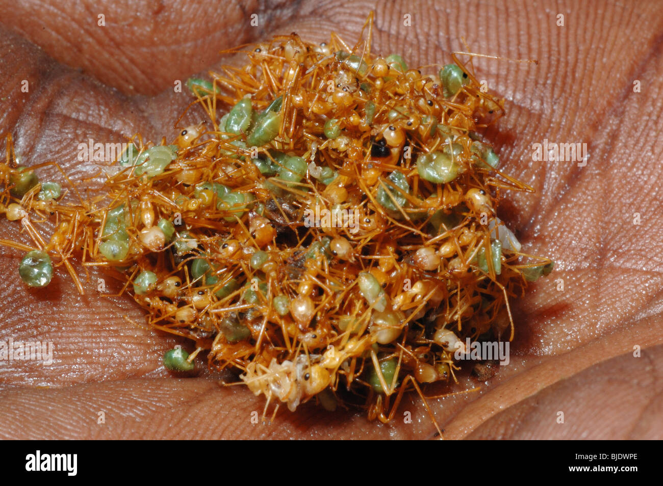 Green ant eggs bush tucker