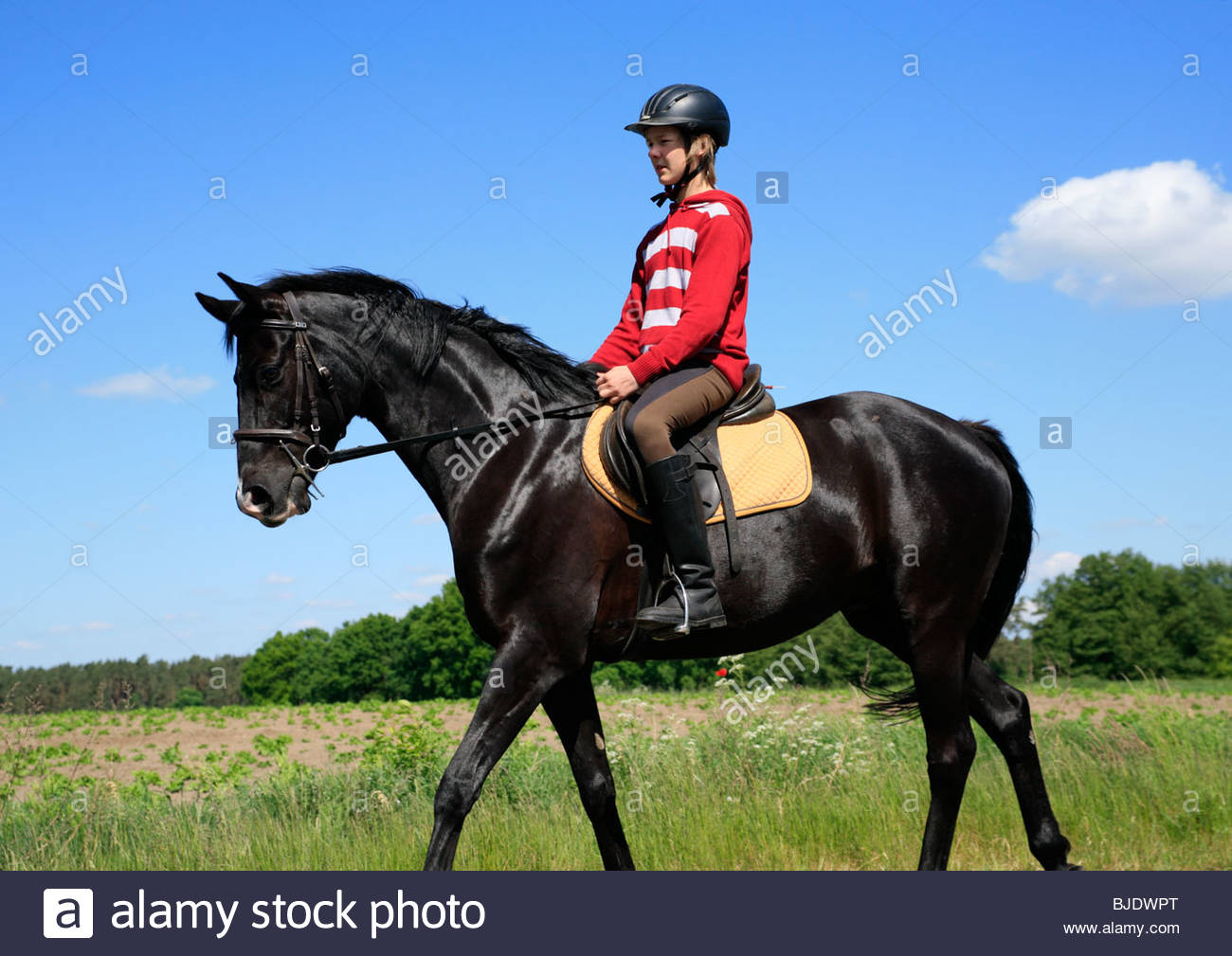 The Black Stallion Year Stock Photos & The Black Stallion Year Stock