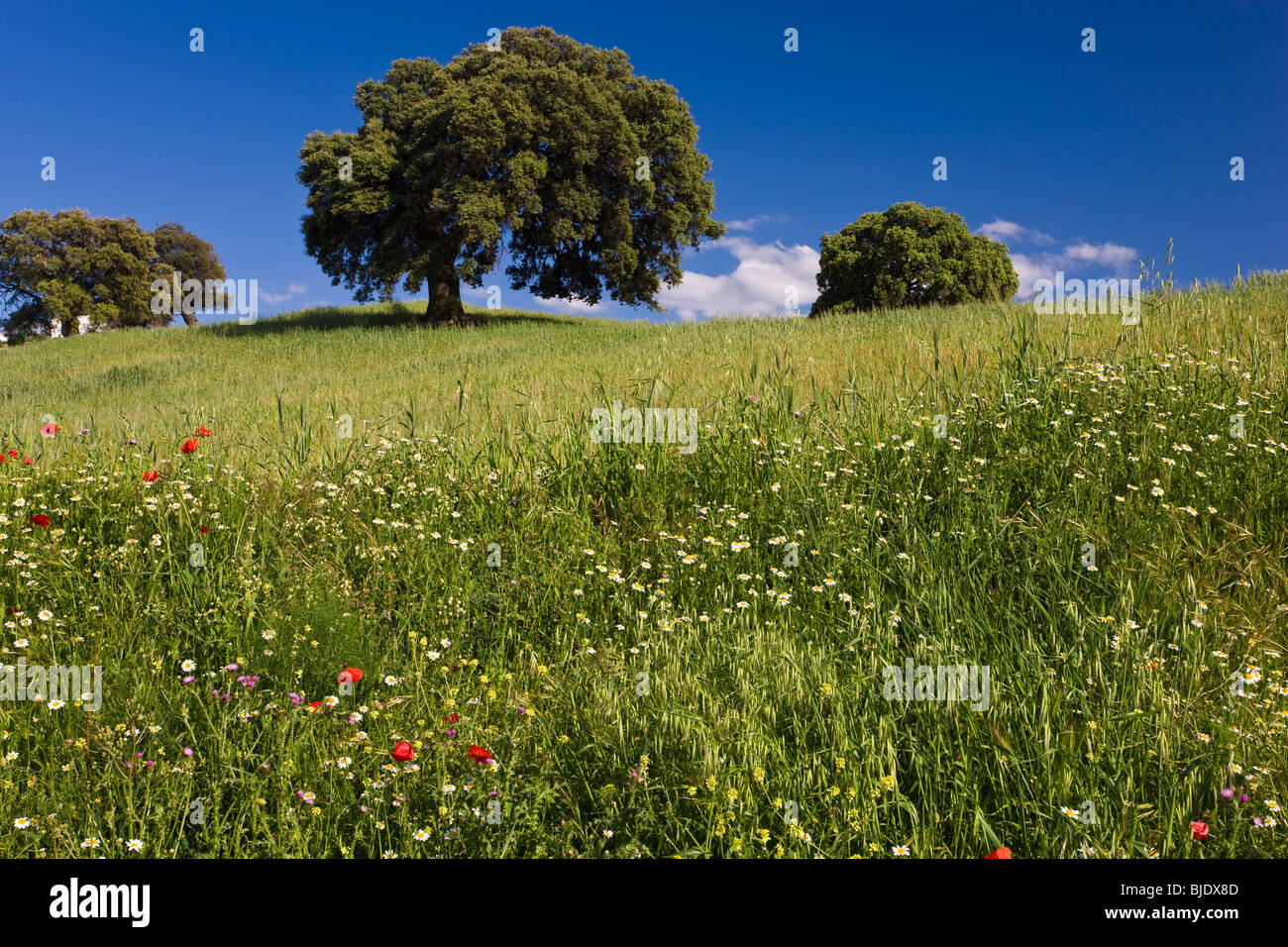 Wild flowers in field, spring, nr Olvera, Andalucia, Spain Stock Photo