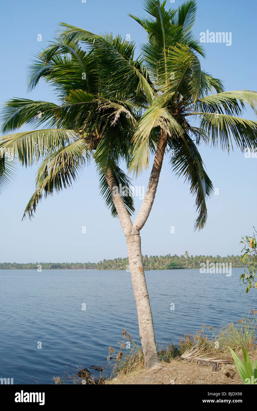 Amazing variety very rare and exclusive scene of a coconut Tree having