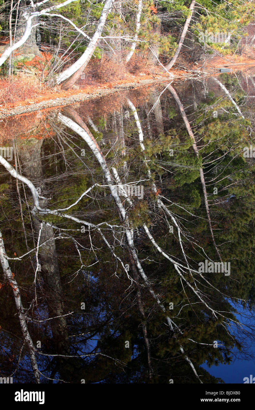 Mirrored image of tree limbs in lake reflection, white birch, aspen, evergreen, fir trees, green, boughs, blue lake, fall colors Stock Photo
