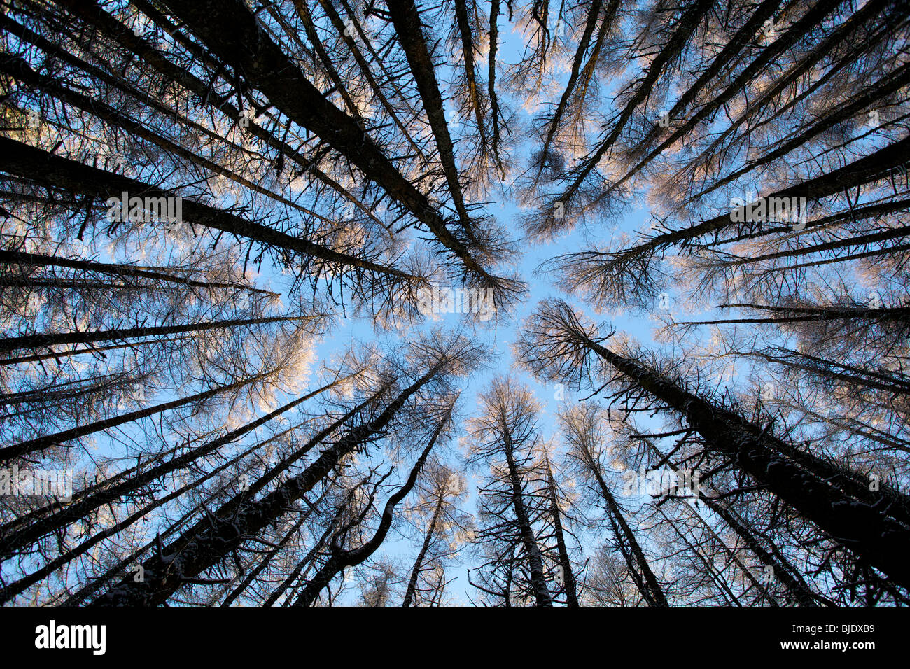 Scottish forest woods trees hi-res stock photography and images - Alamy