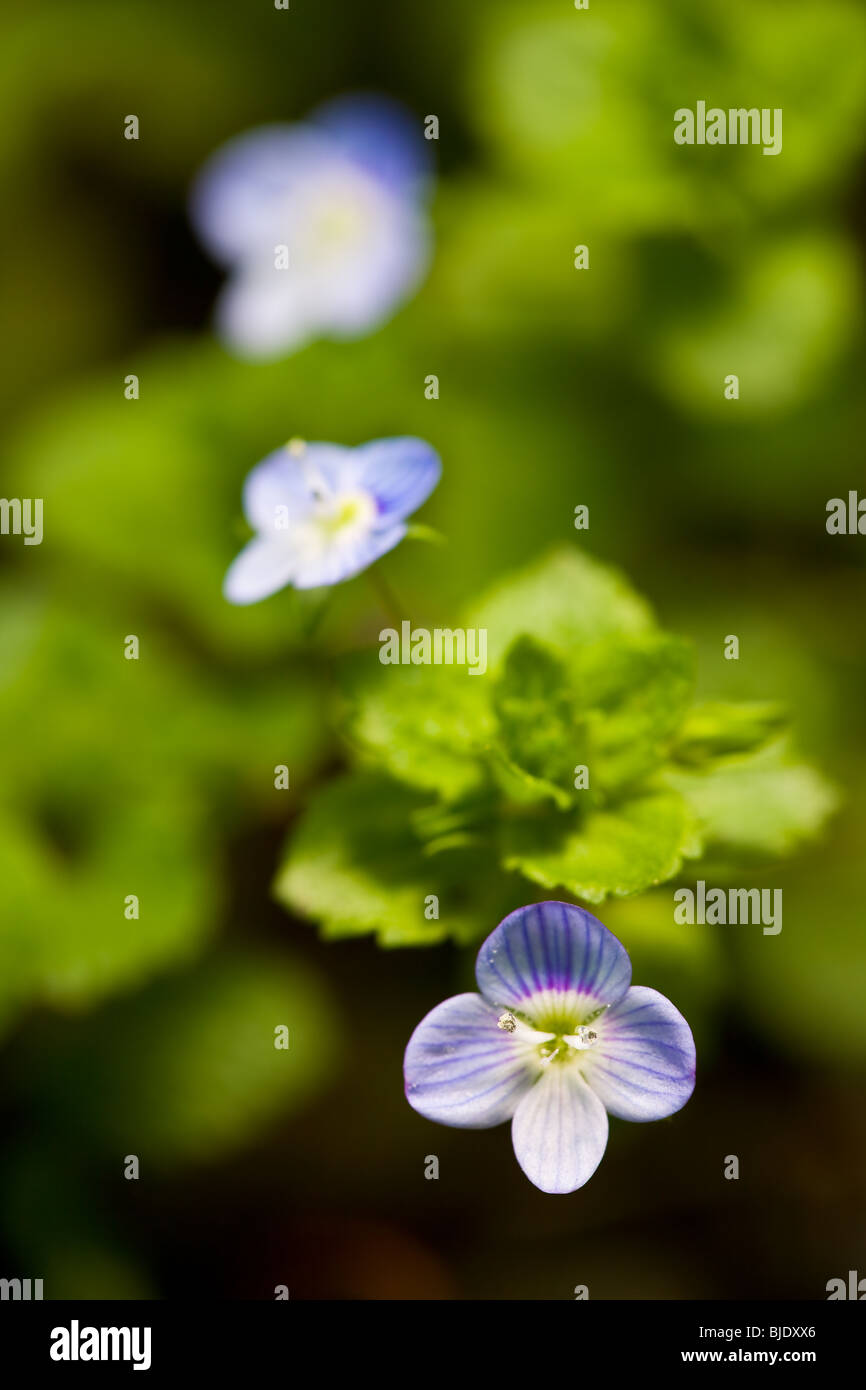 Birdseye Speedwell Stock Photo