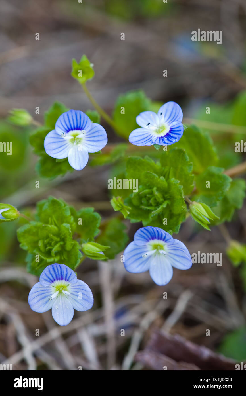 Birdseye Speedwell Stock Photo